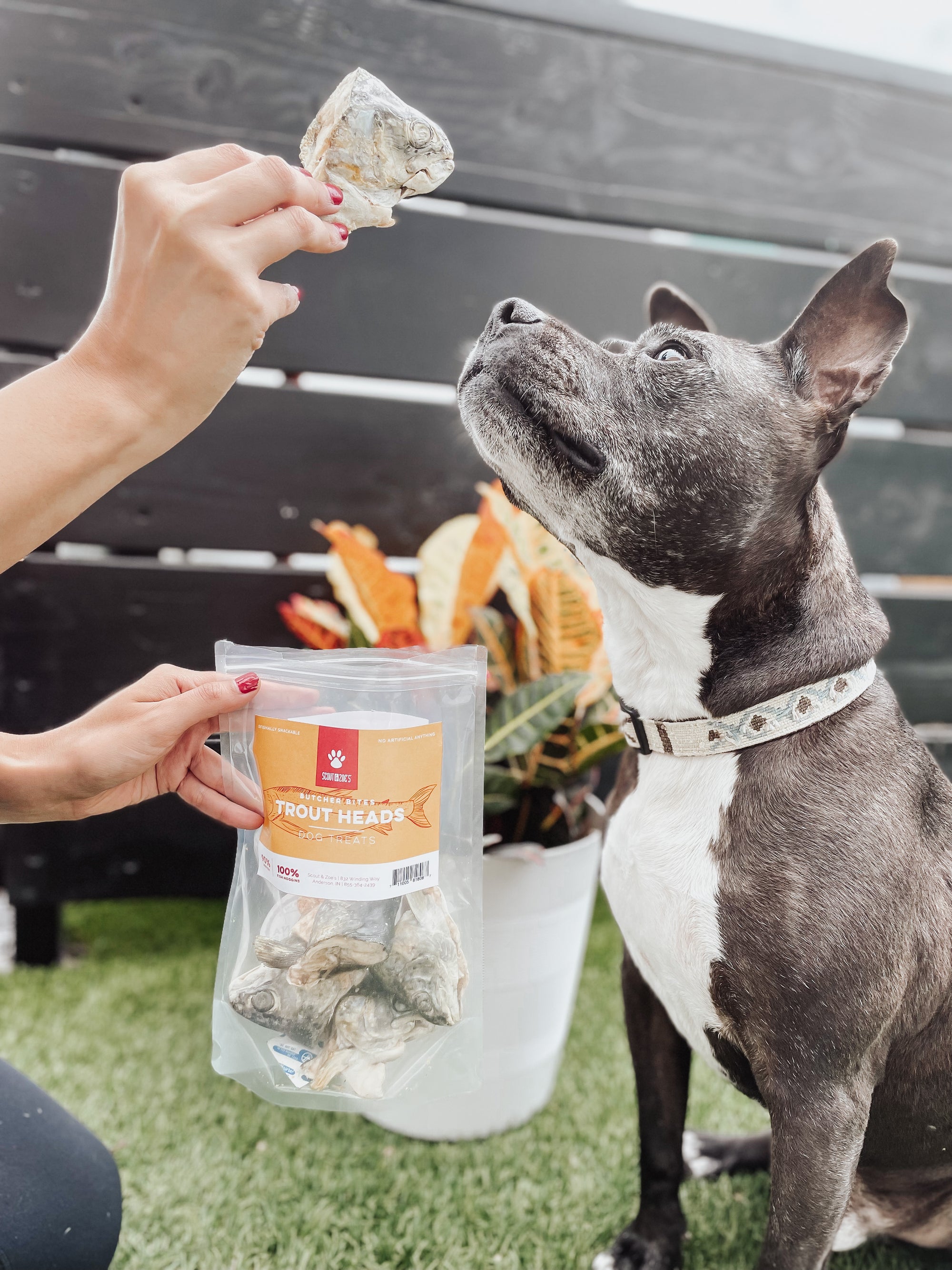 Scout and Zoe's Trout Heads