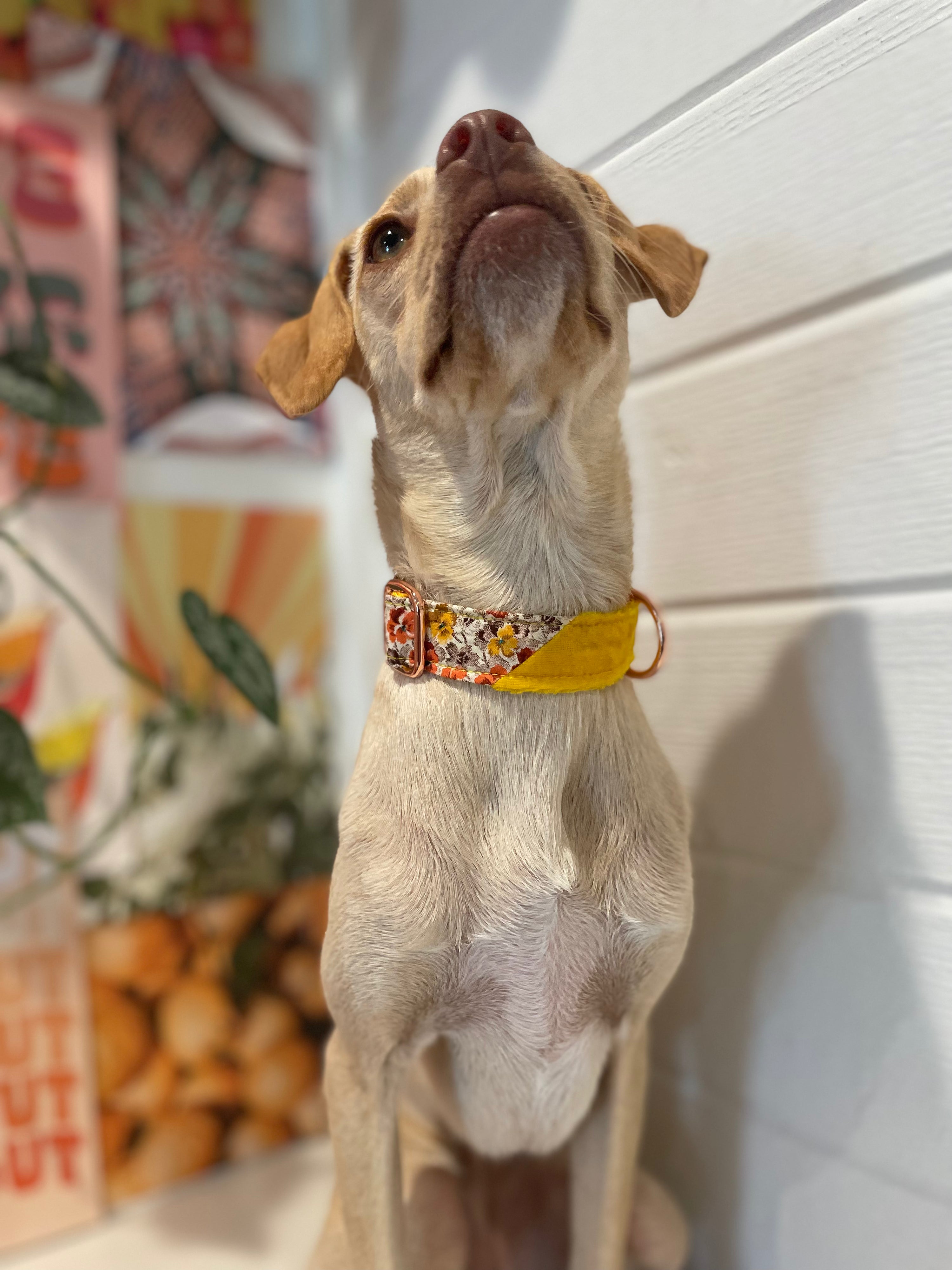Wixom Whimsies Floral Retro 70's Two-Toned Collar made exclusively for Pet Power!