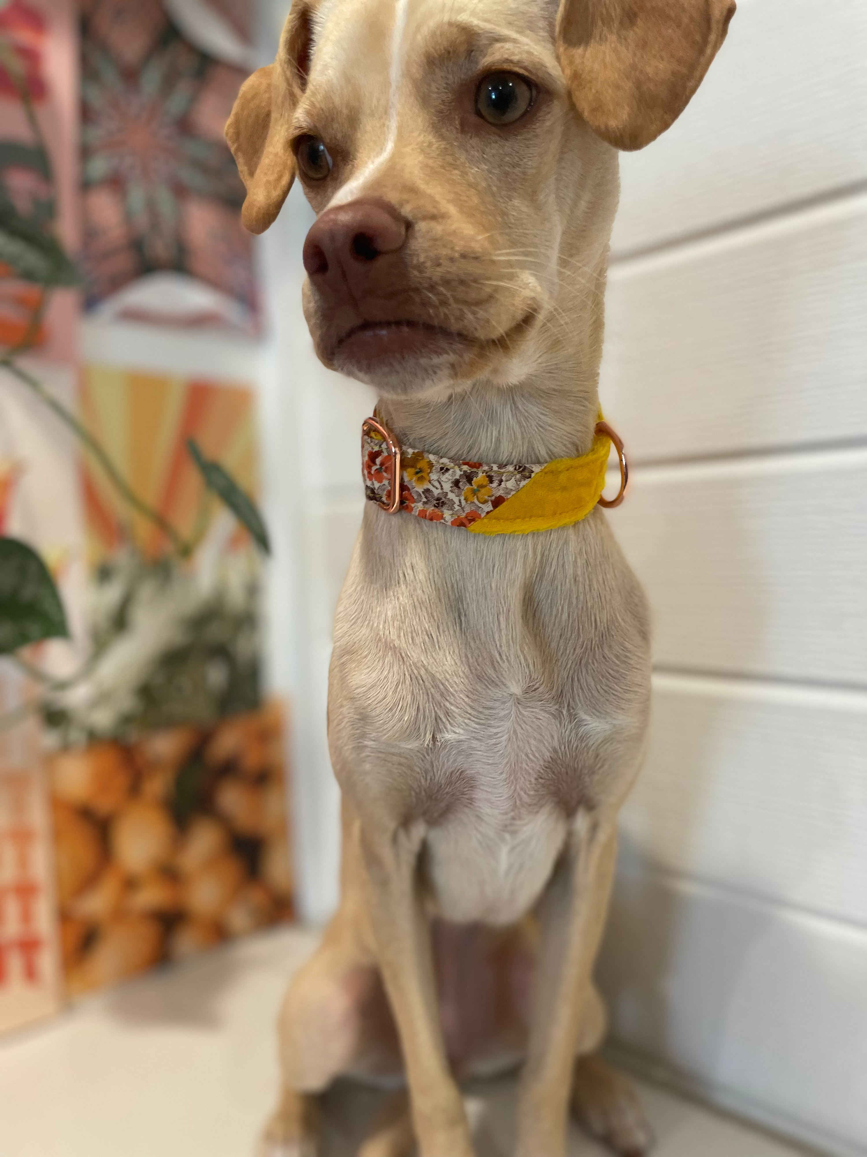 Wixom Whimsies Floral Retro 70's Two-Toned Collar made exclusively for Pet Power!