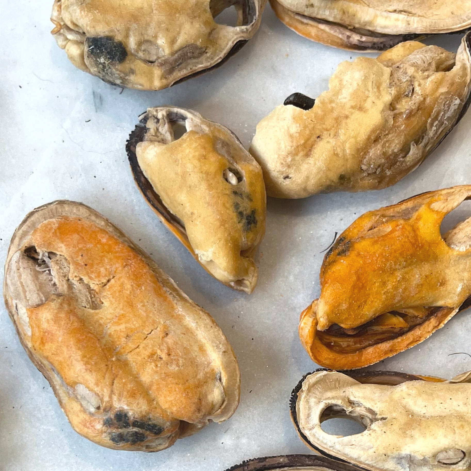Gourmate Pet Treat Co. - Gourmate Organic Green Lipped Mussels | 100% Mussel Treat
