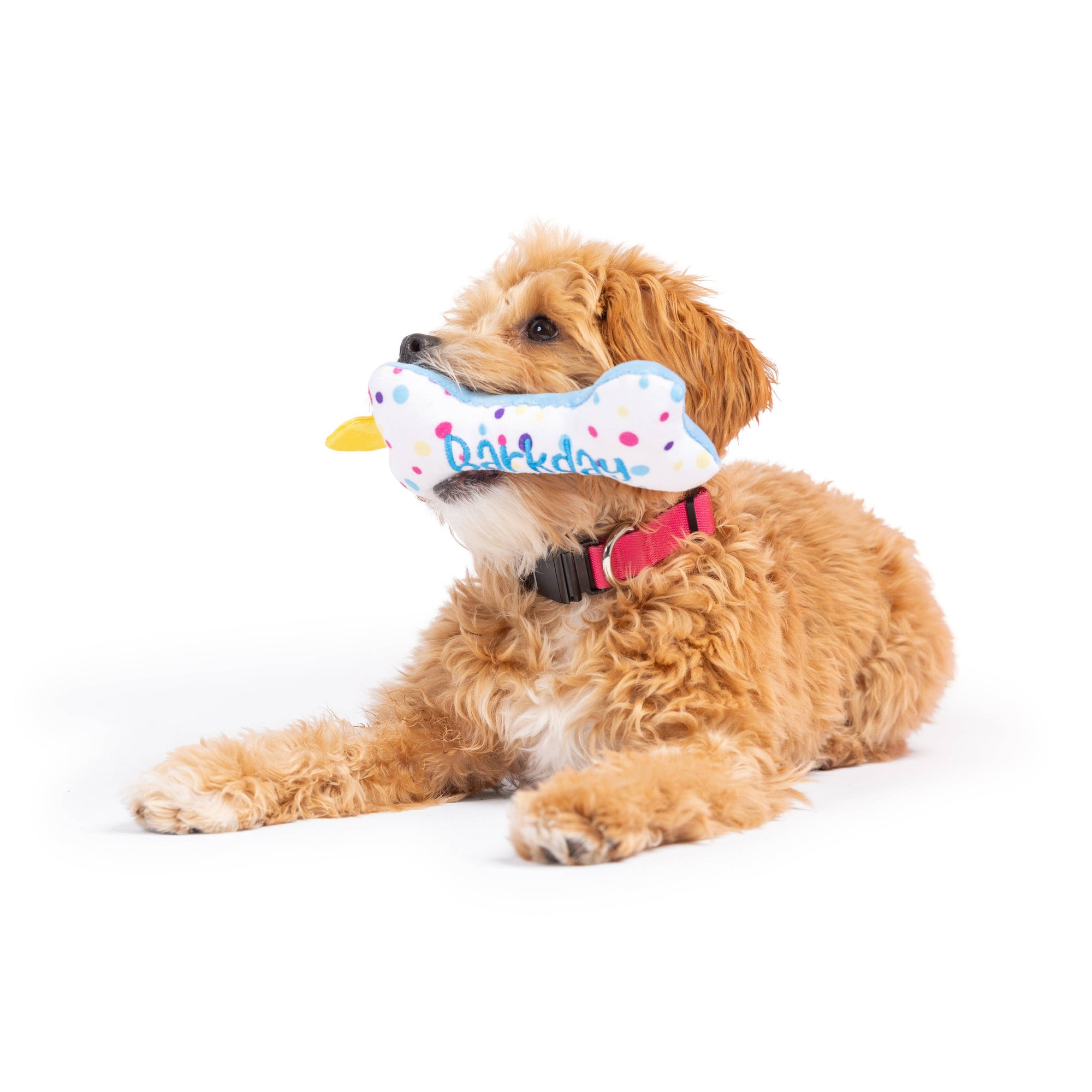 Huxley & Kent - Tiny Tuff It's My Barkday Bone