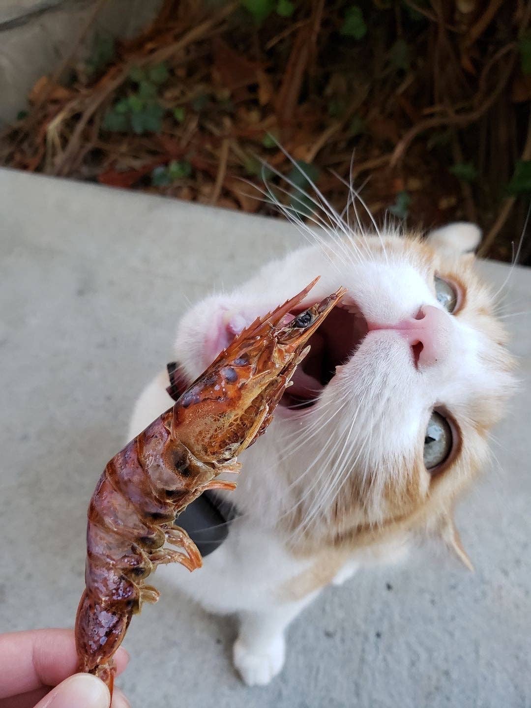 Naked Beasts, Inc. - Shrimp (Head On): 10oz