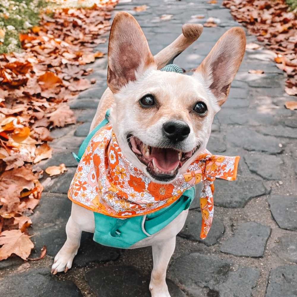 Boneyard Co. - "Retro Blooms" Orange Fall Floral Dog Bandana: Small / Tie-On