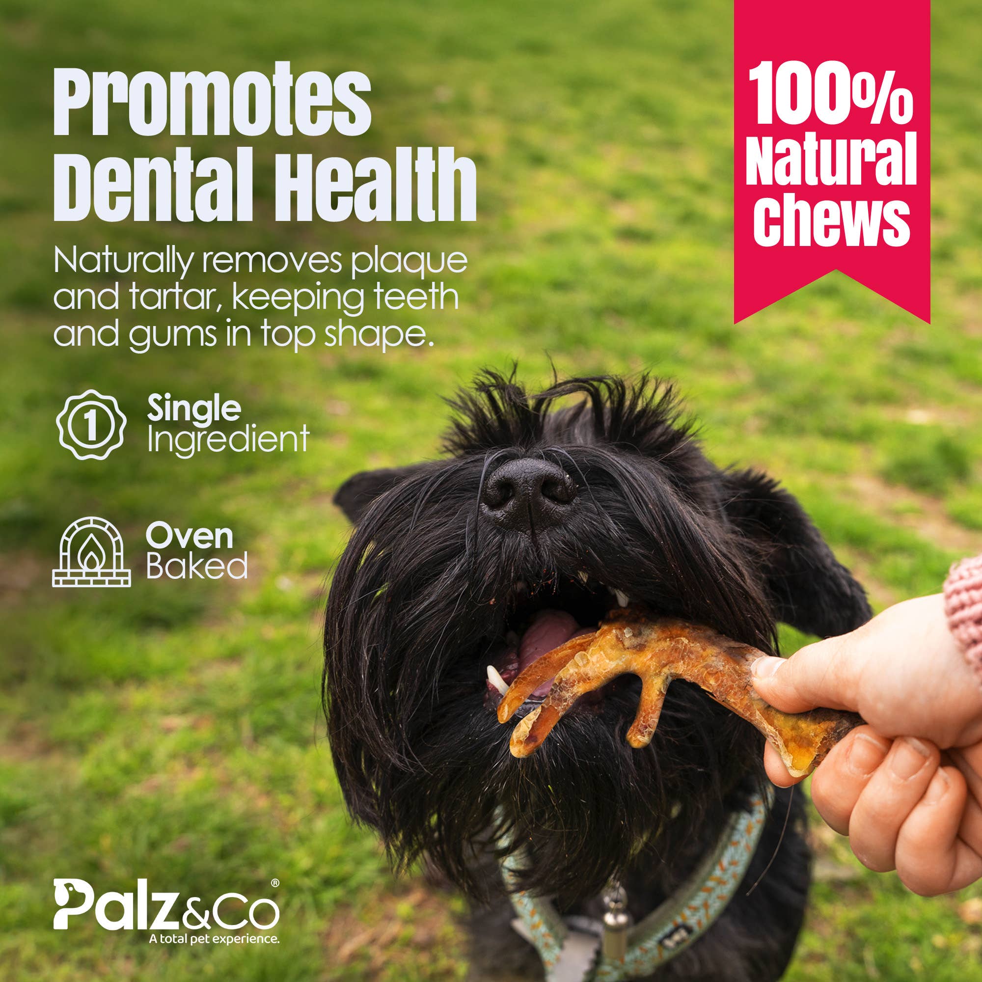 Palz&Co - Birddog Chicken Feet (No Nails) - Pack of 60
