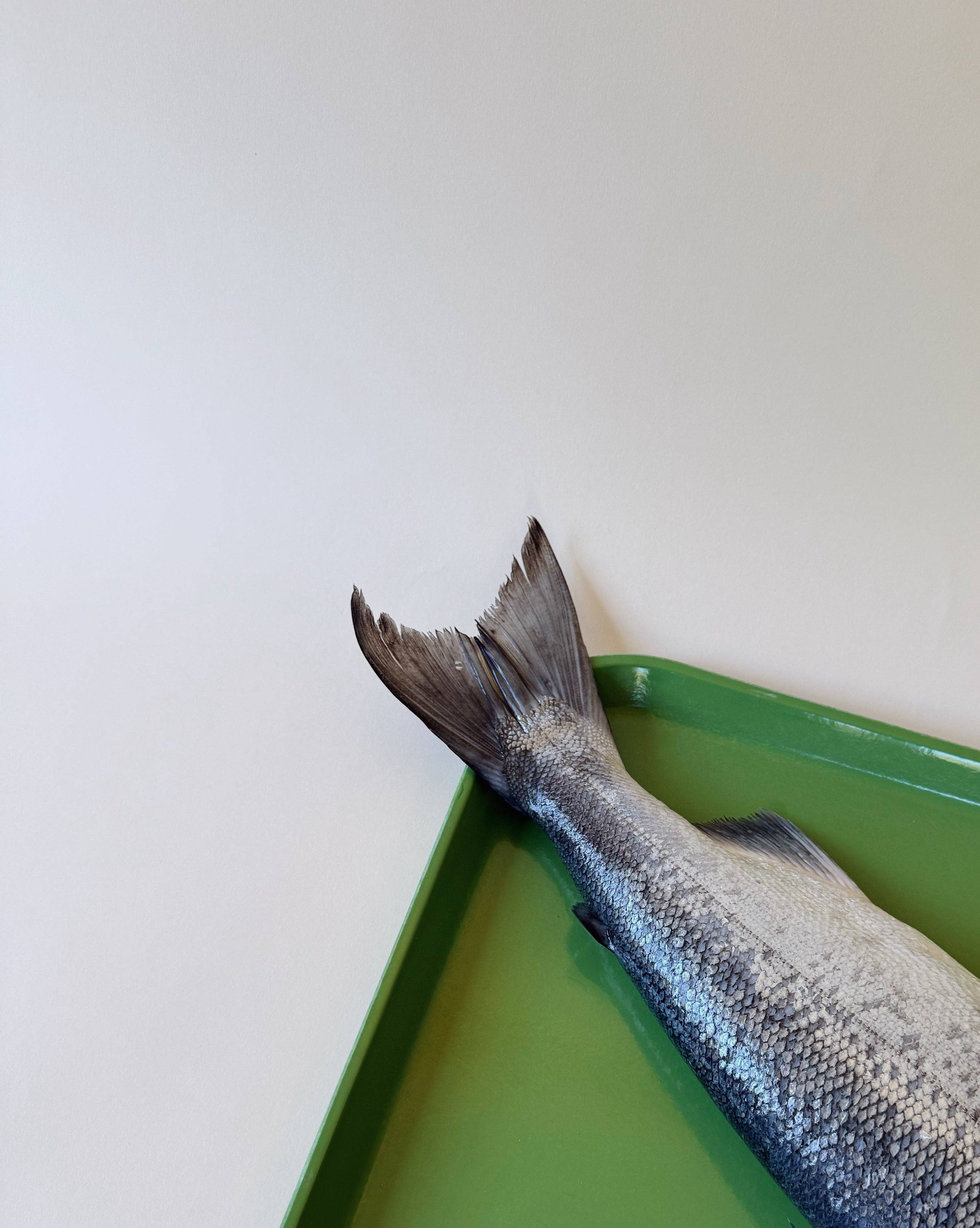 Amica Science - Wild Salmon Tails: Compostable Bag (5 Tails)