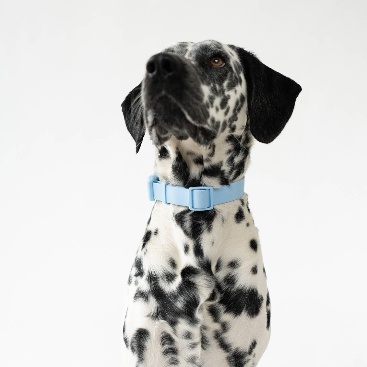 Springland Pets - Original Waterproof Dog Collar, Adjustable (4 Pack): Poppy (all sizes)