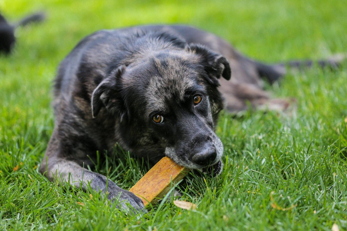 Healthy Dog Chews - Yak Cheese Chews Bulk SM/MD 1LB (ZDUR0101SM)