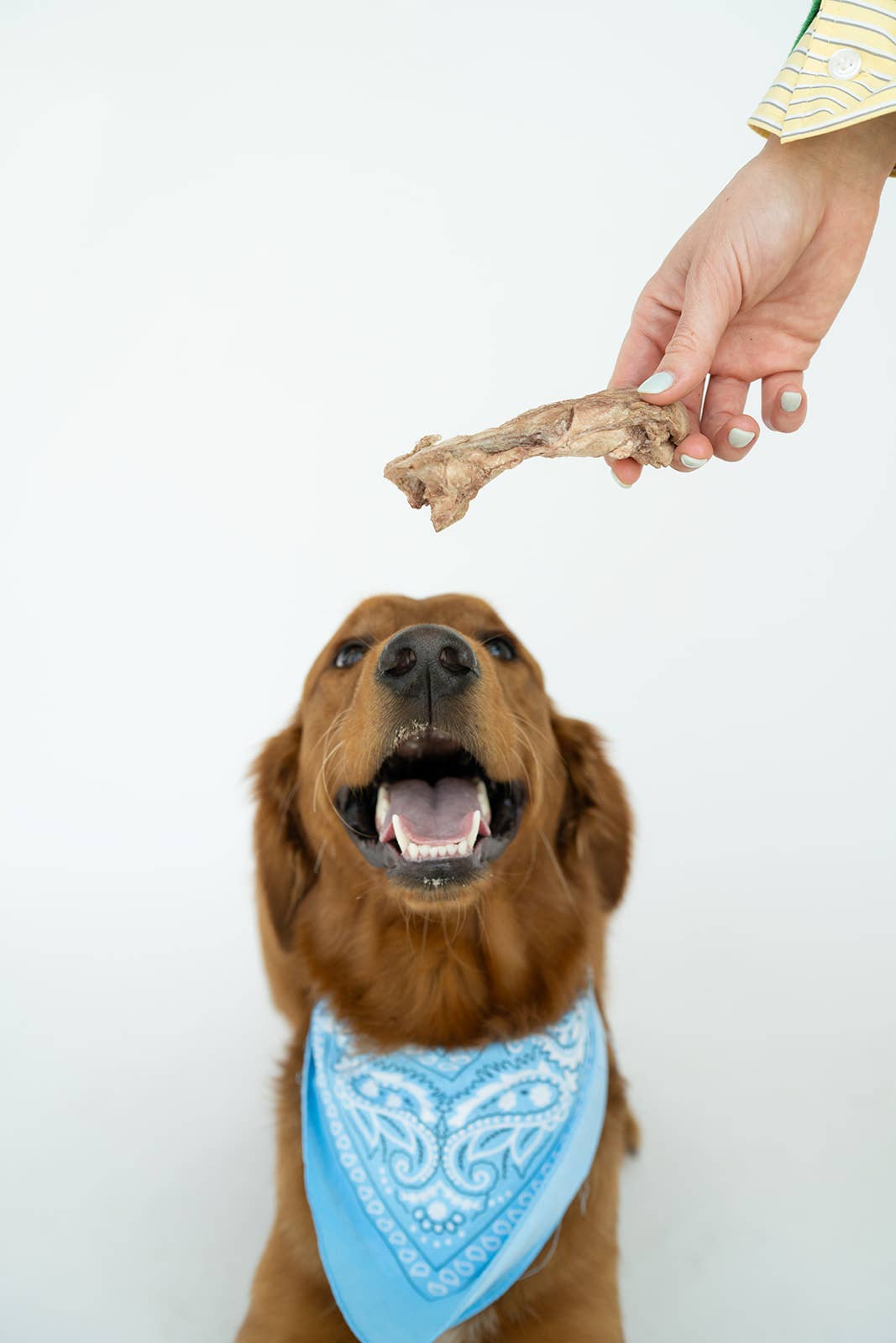 Winnie Lou - Bison Tendon Chews - Bulk (25 tendons)