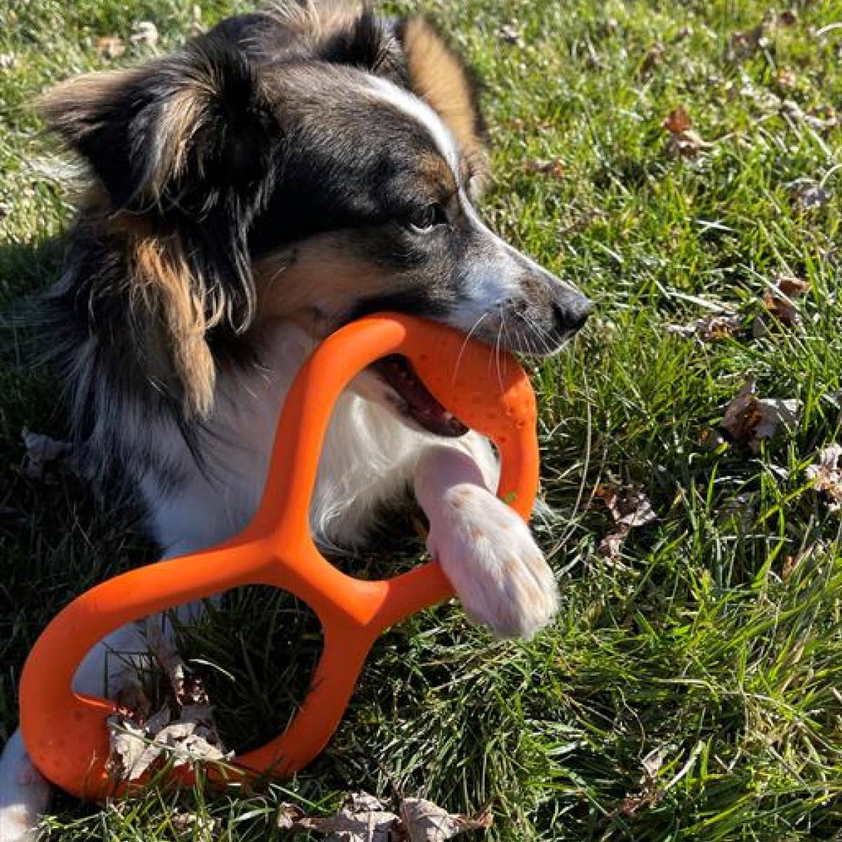 Tall Tails - GOAT Natural Rubber Tug Dog Toy’s