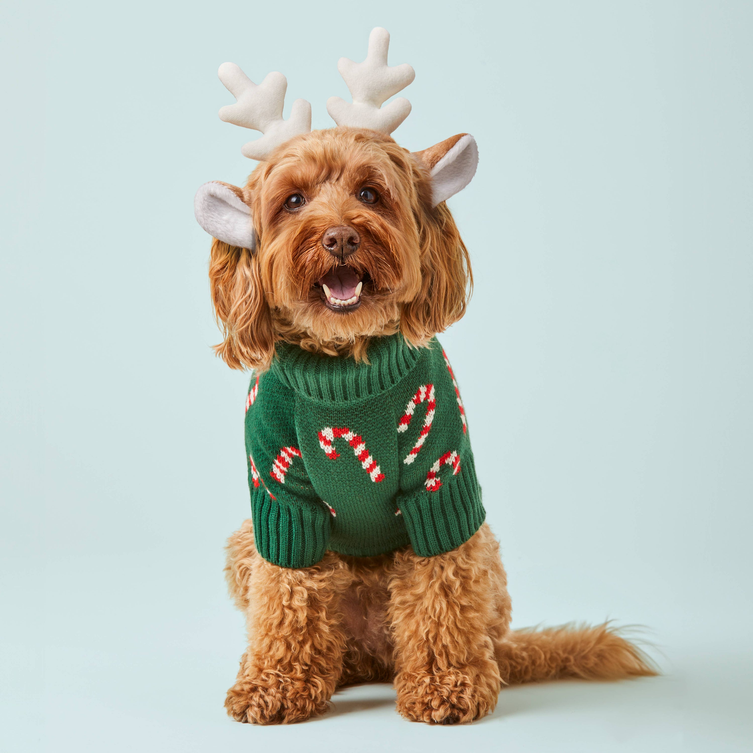 The Foggy Dog - Candy Canes Holiday Dog Sweater: XL