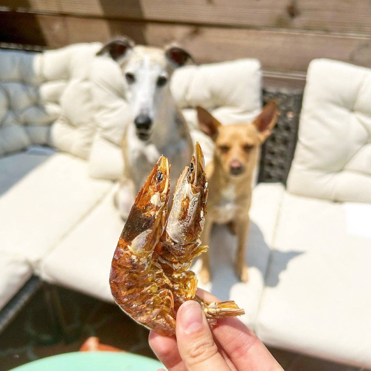 Naked Beasts, Inc. - Shrimp (Head On): 10oz