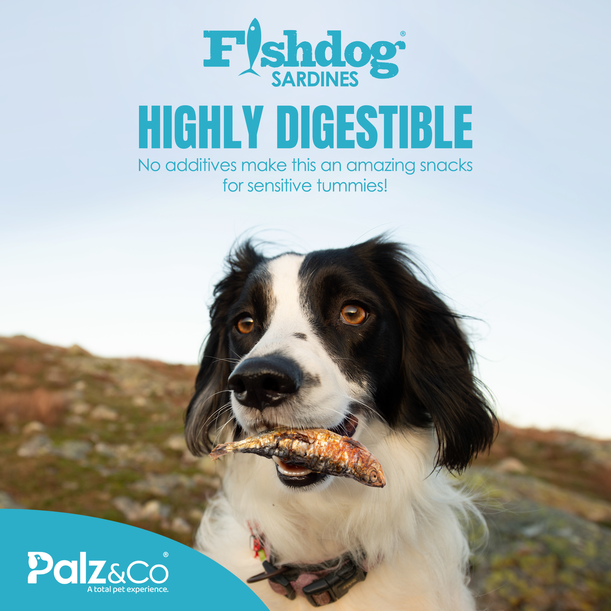 Palz&Co | Fishdog Sardines (2.5oz)
