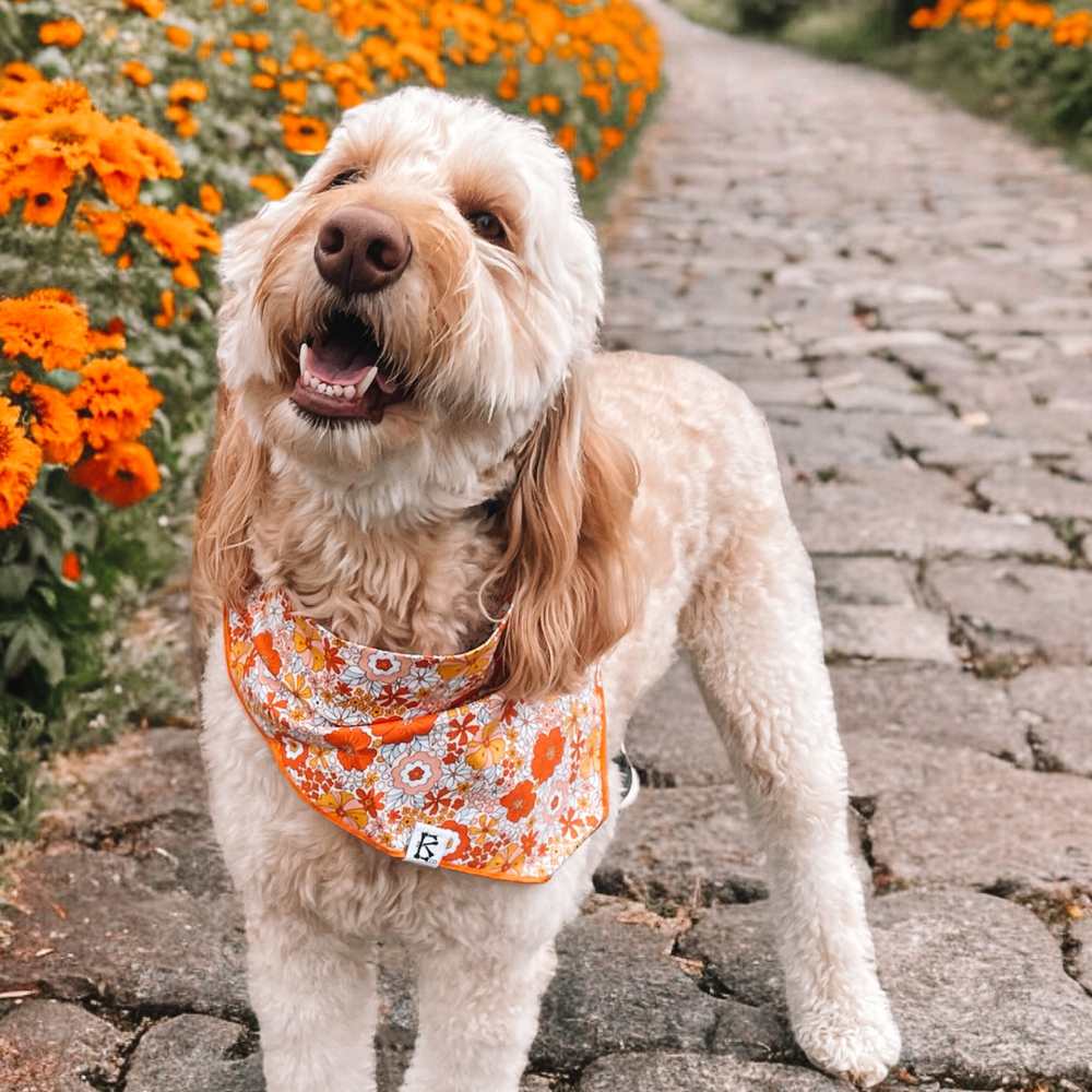 Boneyard Co. - "Retro Blooms" Orange Fall Floral Dog Bandana: Small / Tie-On