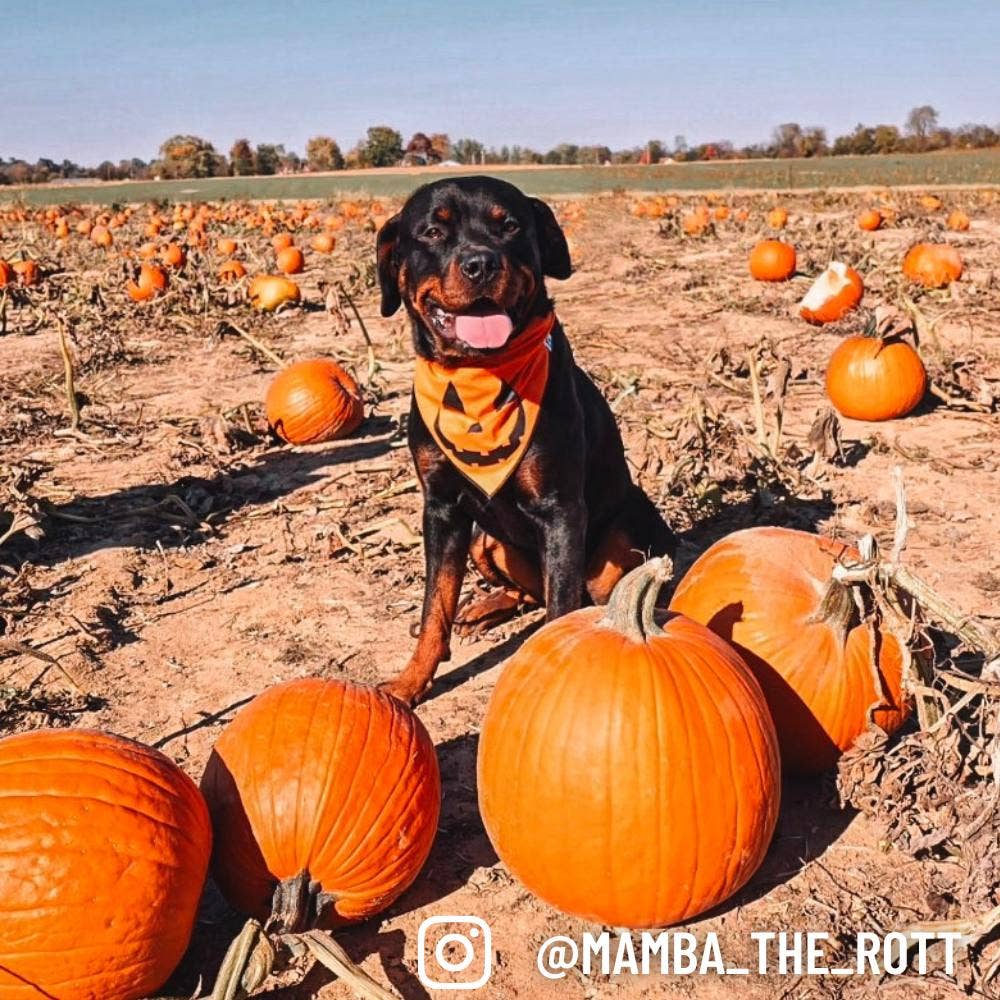 Boneyard Co. - "Jack-O'-Lantern" Cute Pumpkin Halloween Dog Bandana: Large / Tie-On
