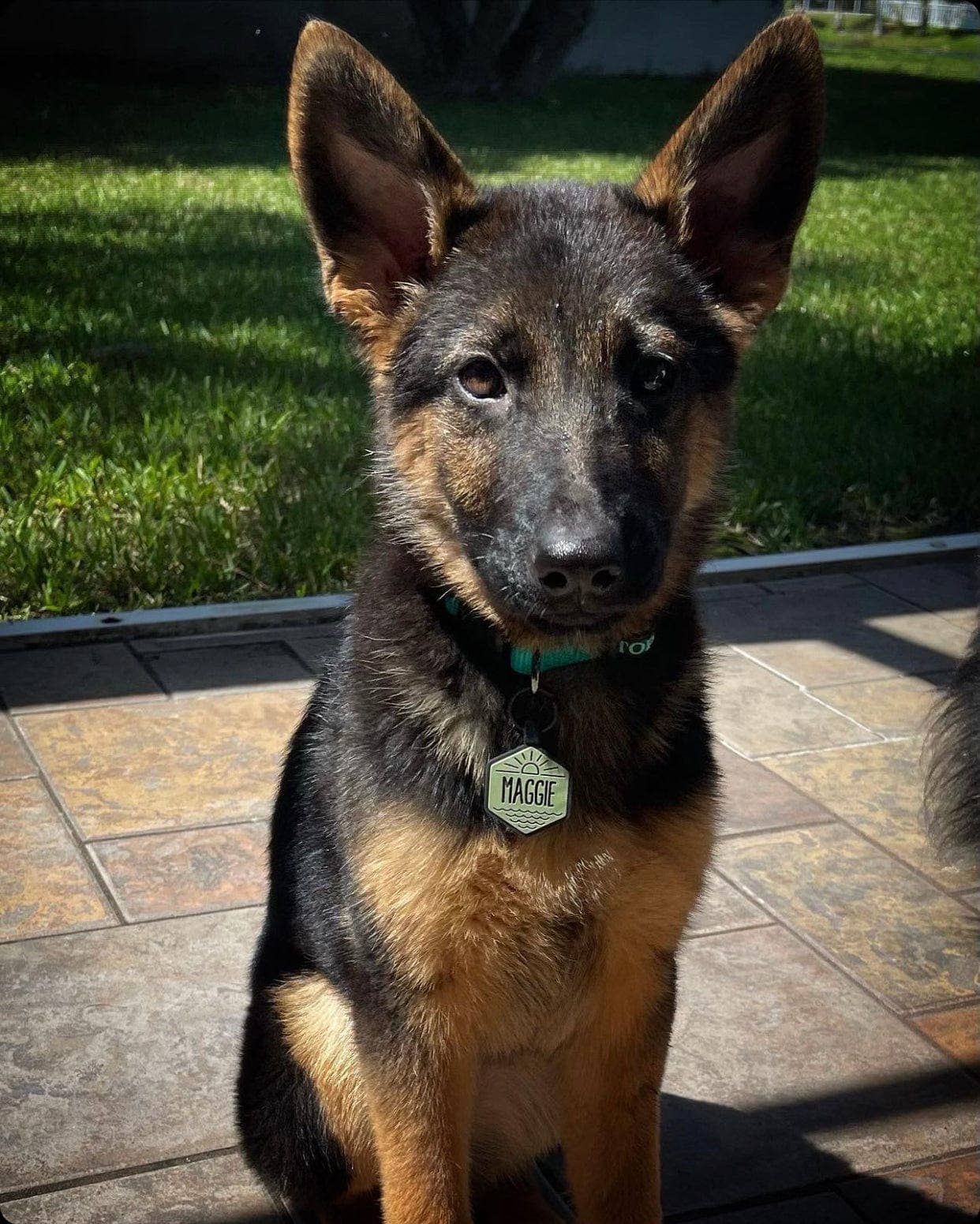 Besties Pets - Salt and Sun Silicone Dog ID Tag: Sage