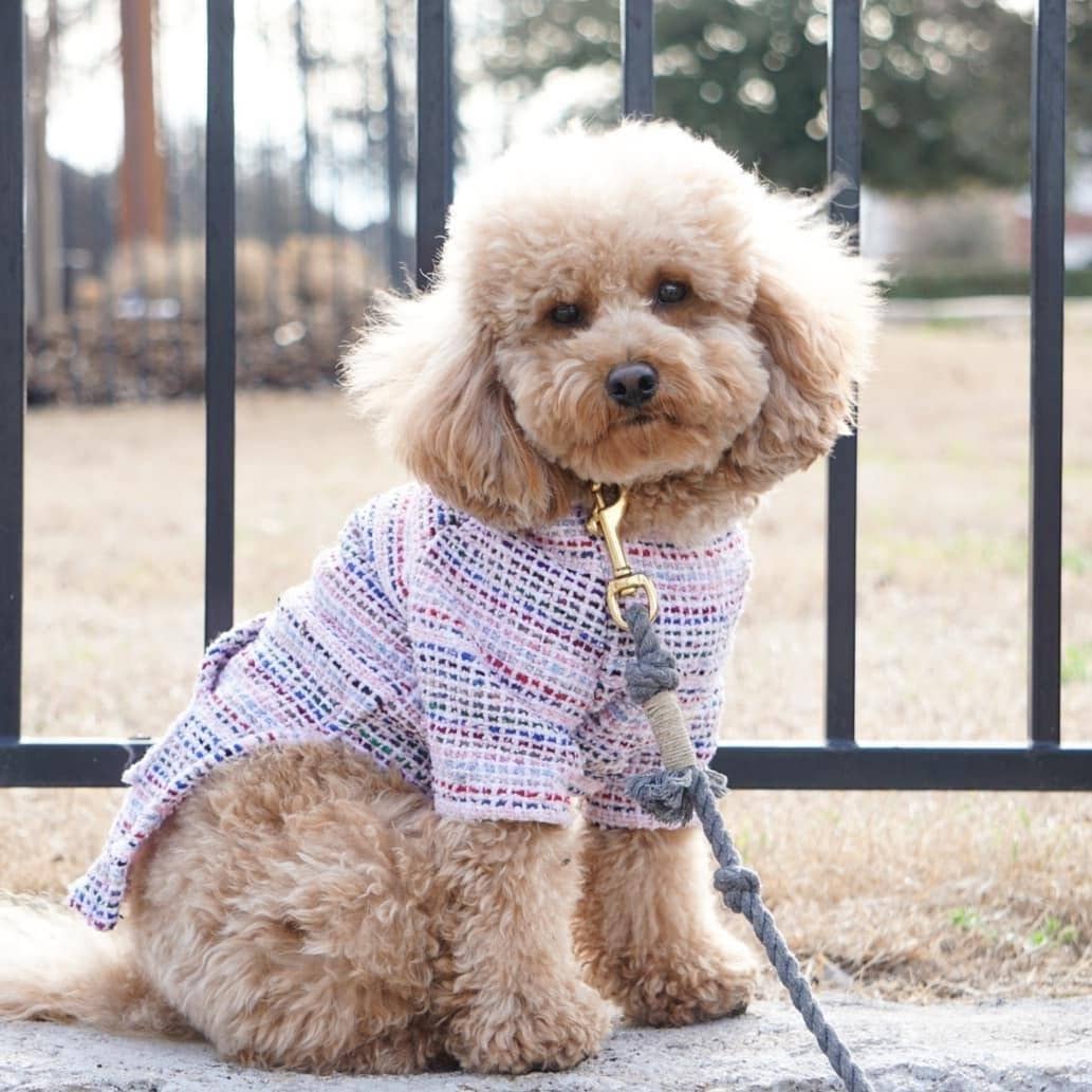 Mom And Pup Co. - Baja Dog Poncho - Mexican Dog Hoodie, Boho Dog Sweater: Small