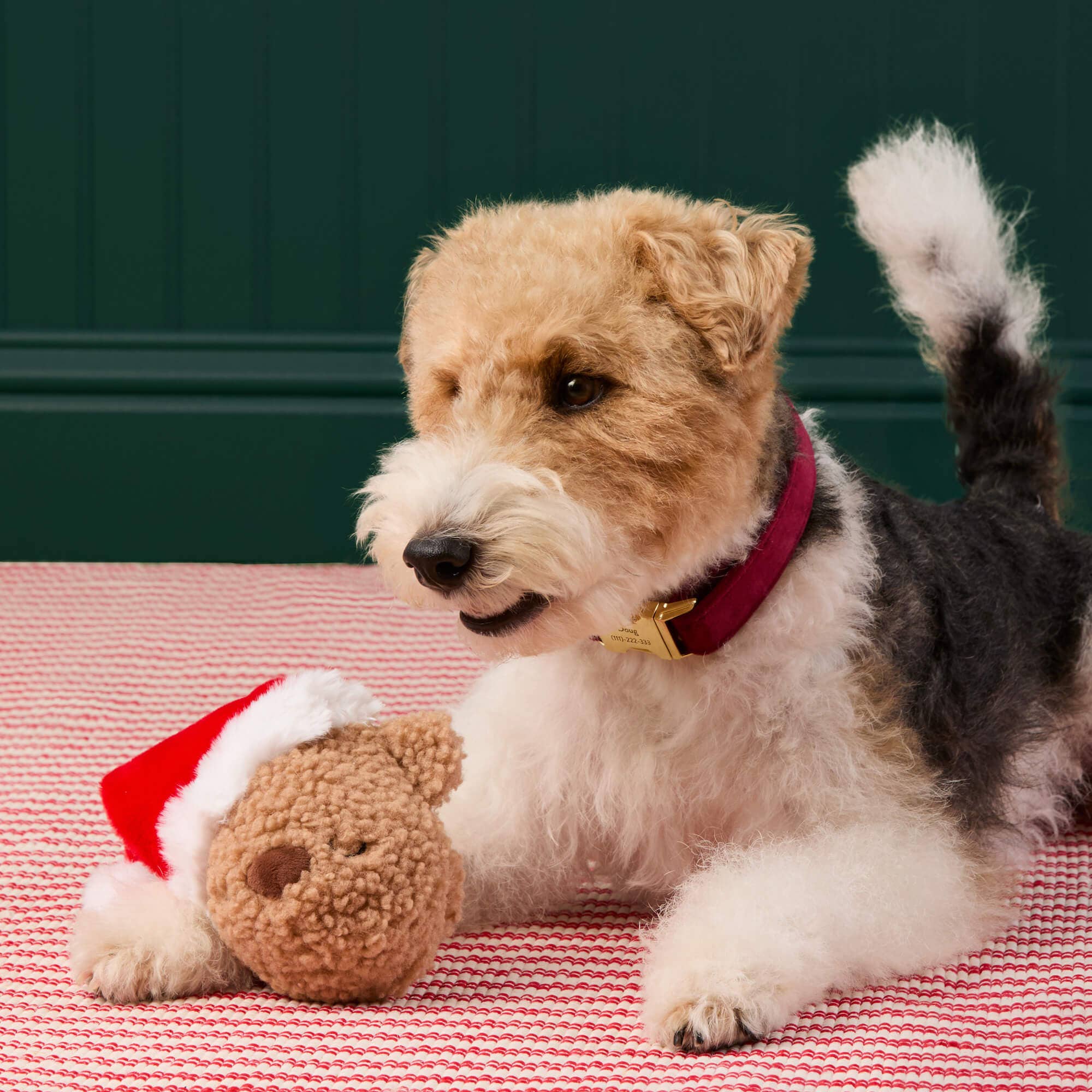 The Foggy Dog - Santa Teddy Bear 2-in-1 Bounce Dog Toy