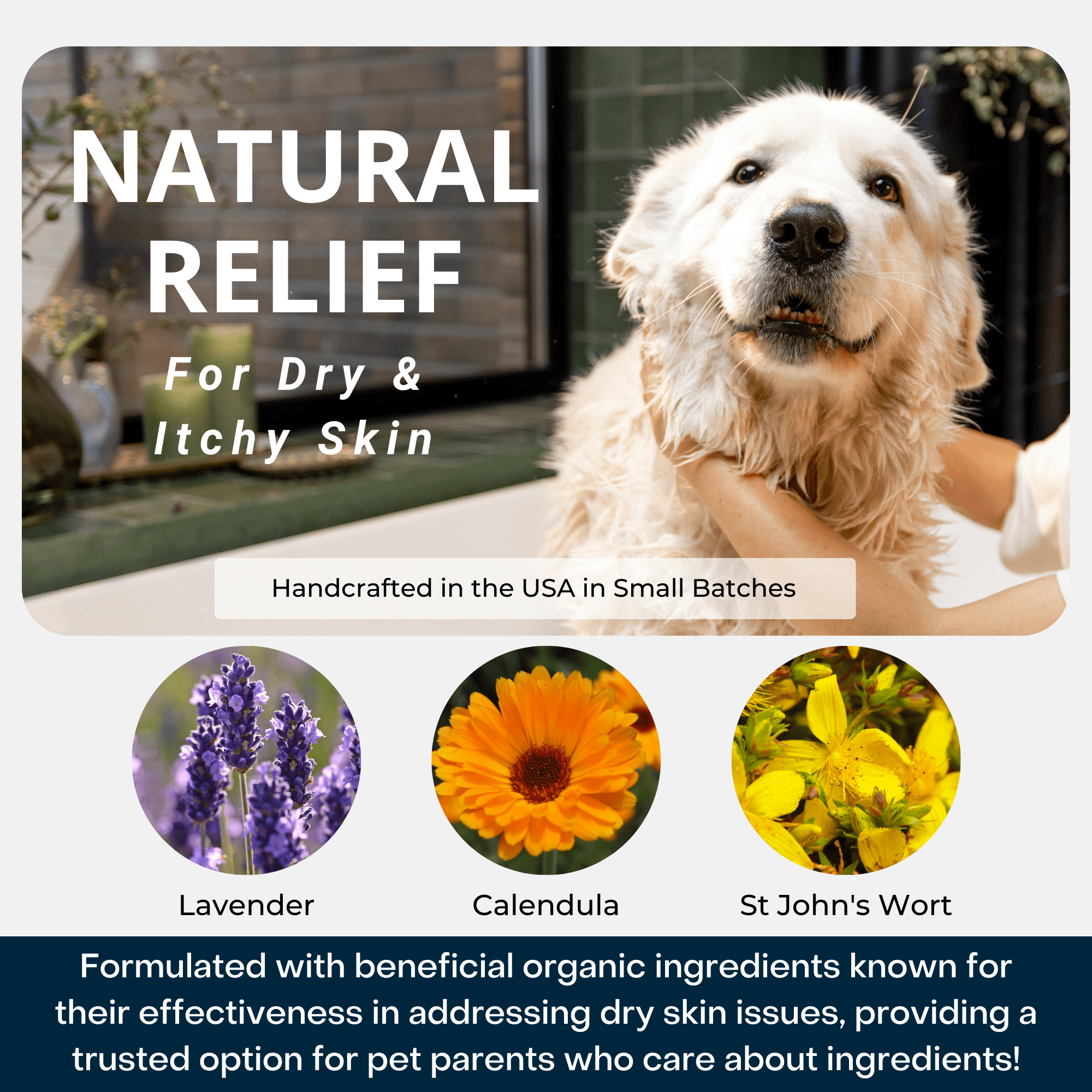 4-Legger - CALM Organic Lavender Natural Dog Shampoo with Calendula: 16 oz bottle
