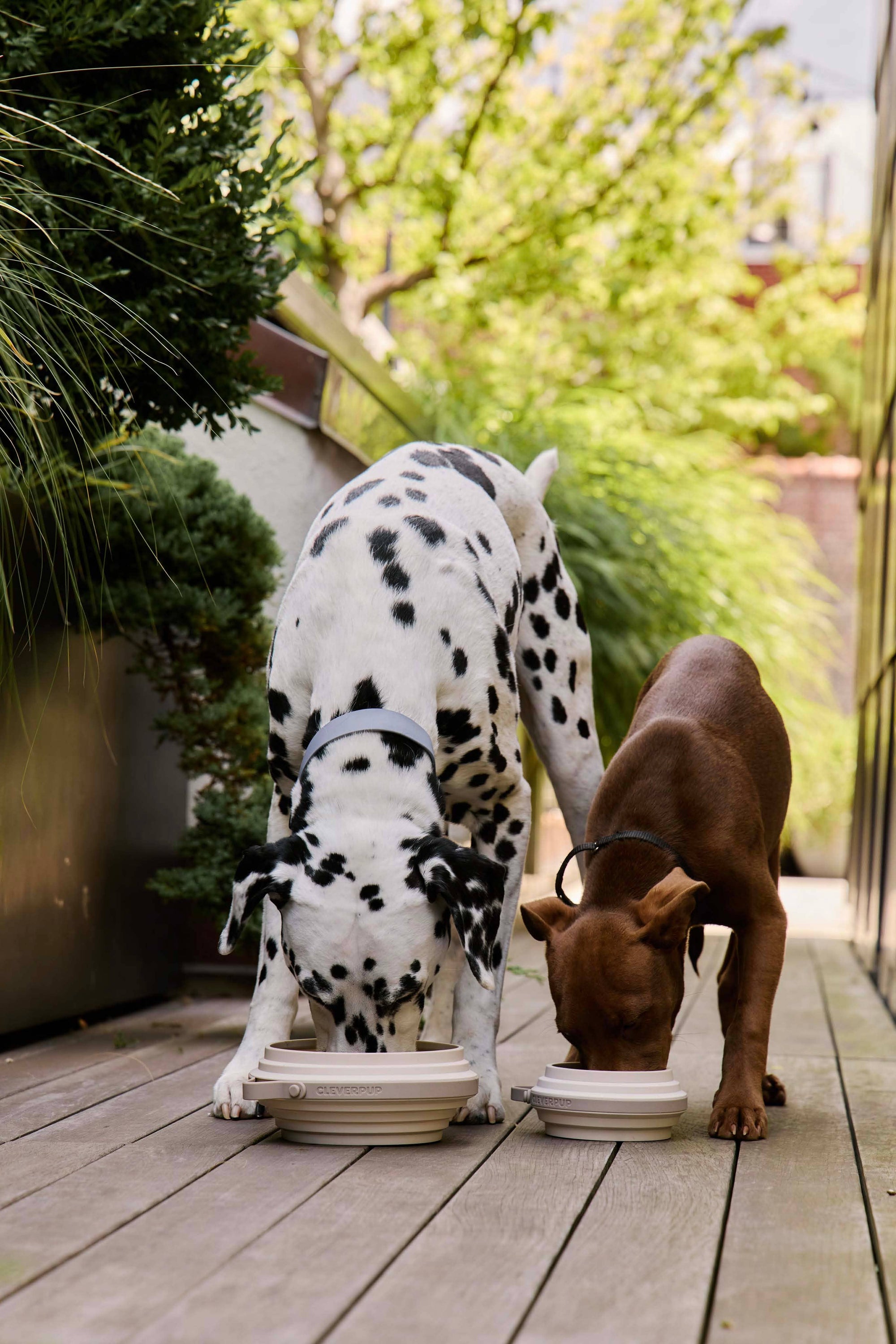 Cleverpup - Nomad Collapsible Dog Bowl (Small)