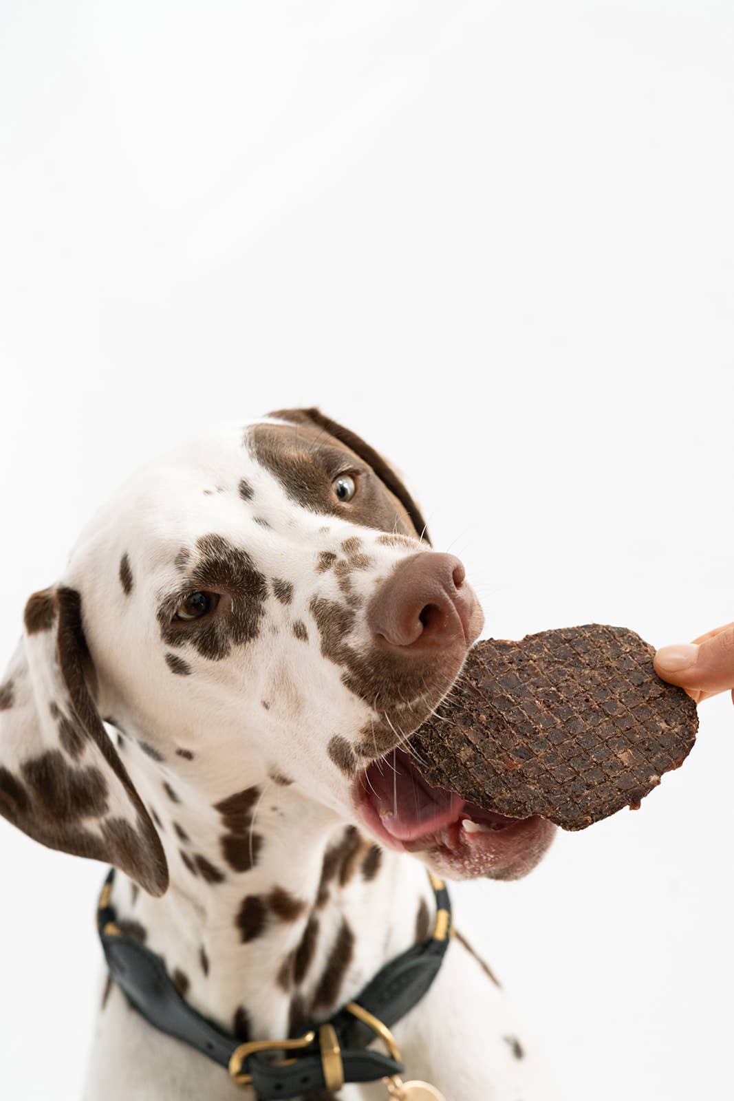 Winnie Lou- Turmeric Bison Jerky (2.5oz)