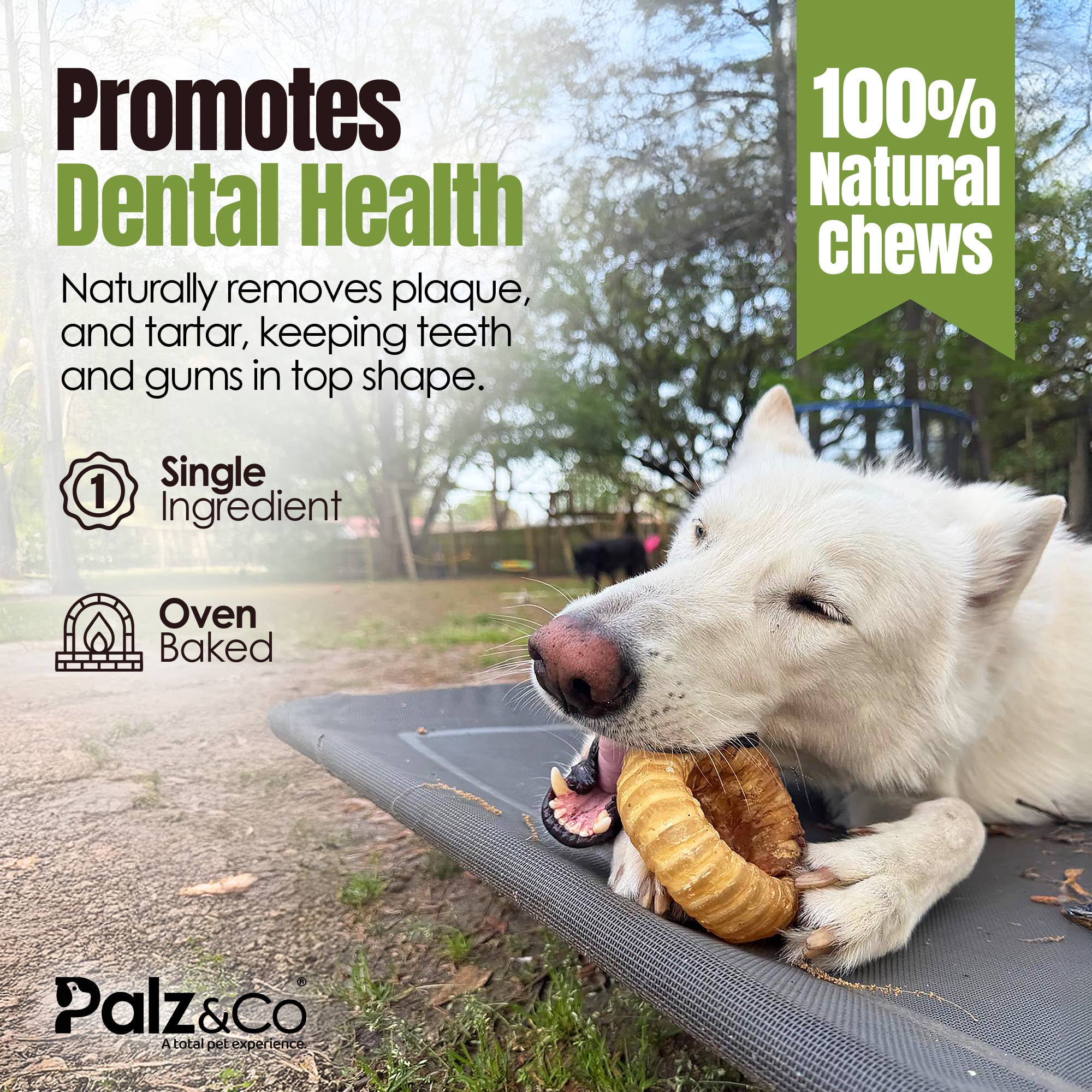 Palz&Co - Moodog Beef Trachea Donut - Pack of 1
