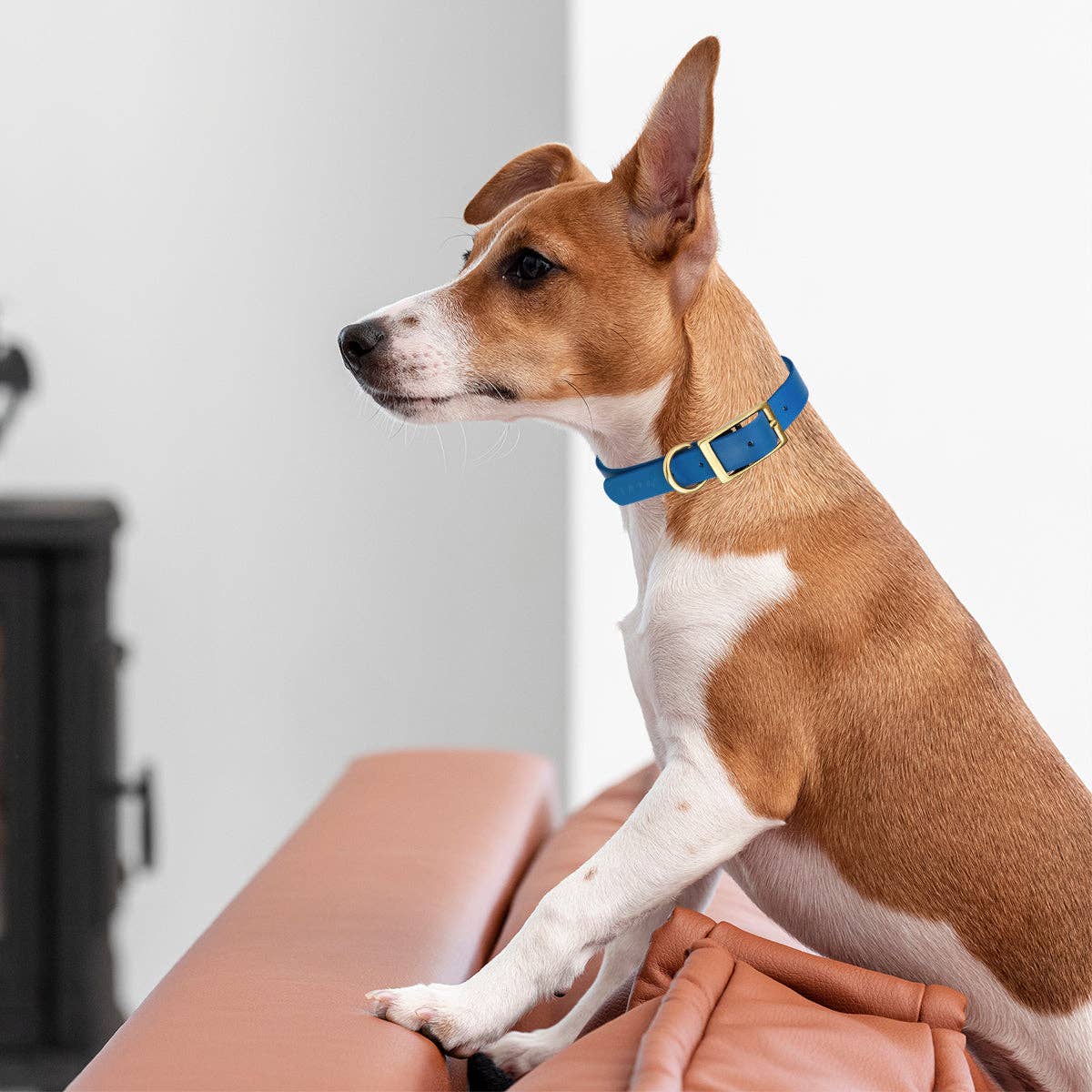 Dogline - Viper Biothane Waterproof Collar - Brass Hardware: Neon Yellow / 22"-25" / 1"