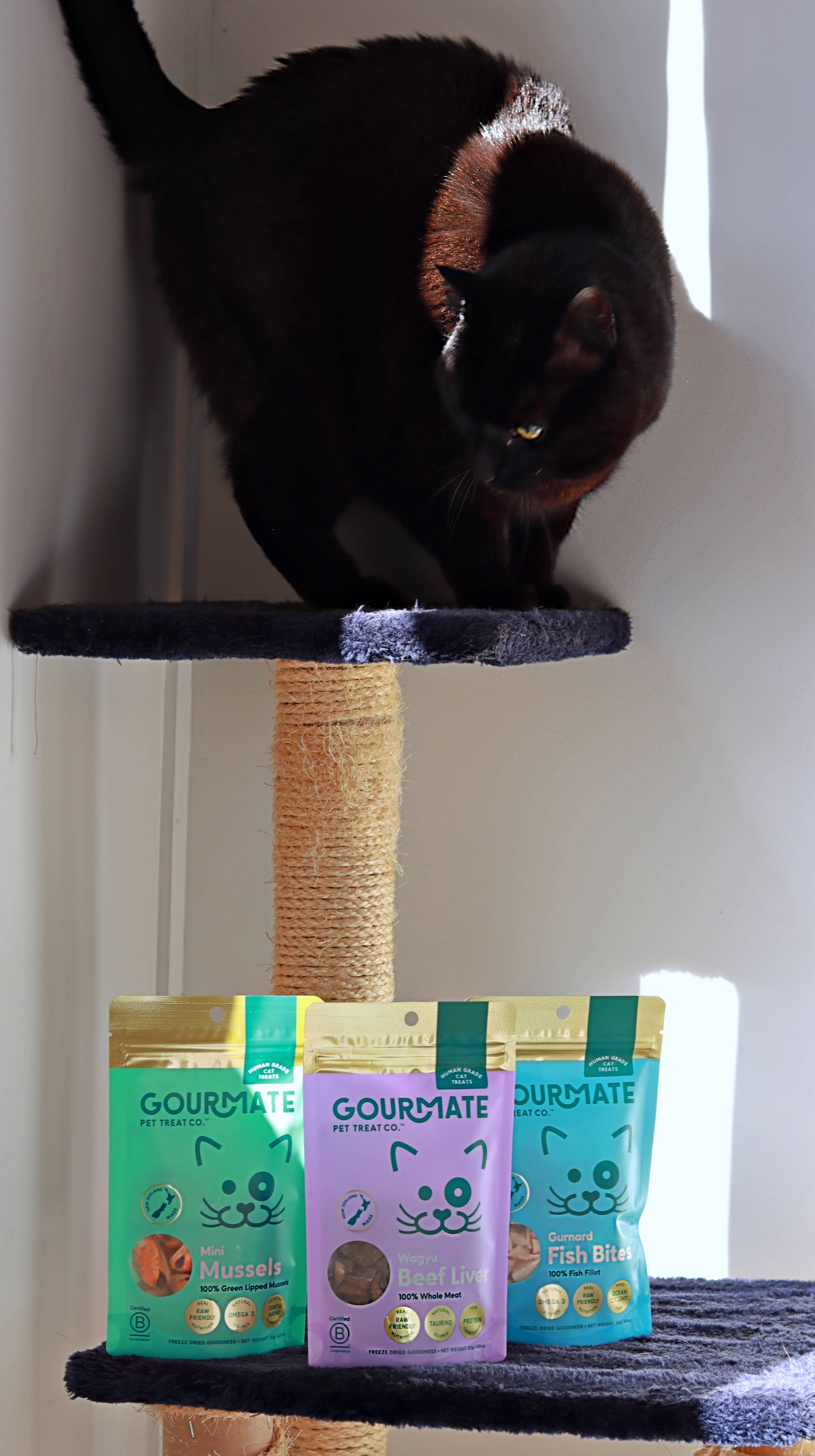 Gourmate Pet Treat Co. - Gourmate Mini Mussels | Freeze Dried Cat Treats