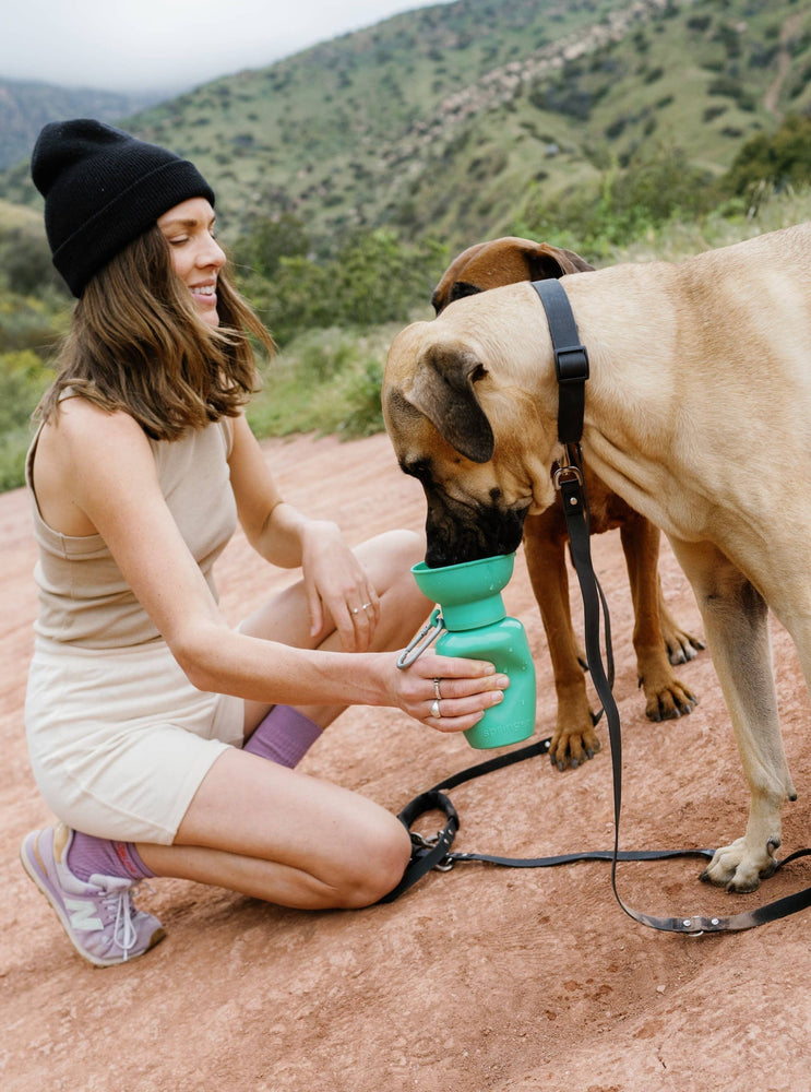 Springer - Dog Travel Water Bottle | Flip 20 oz | MIXED (Case of 12)