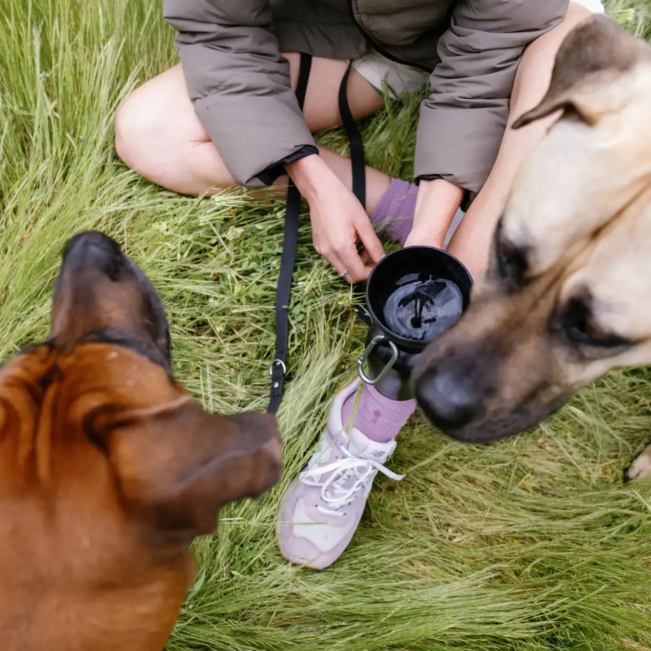 Springer Pets - Dog Travel Water Bottle, 20oz, Flip Silicone (12 Pack): Mixed (12 Pack)