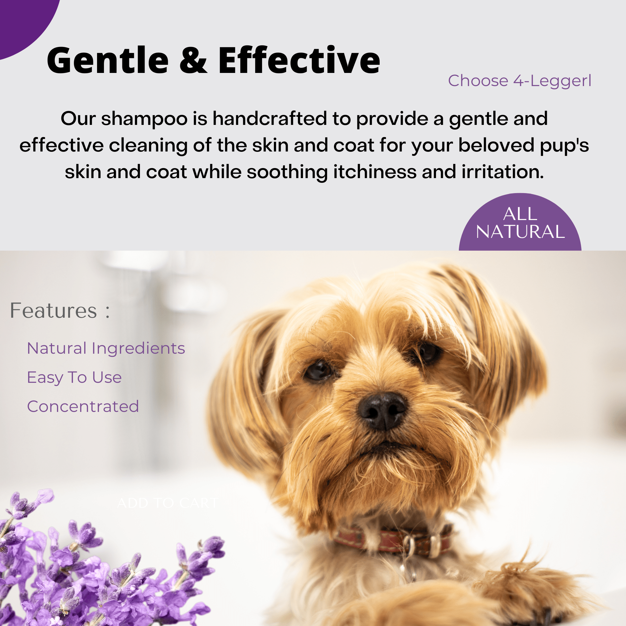 4-Legger - CALM Organic Lavender Natural Dog Shampoo with Calendula: 16 oz bottle