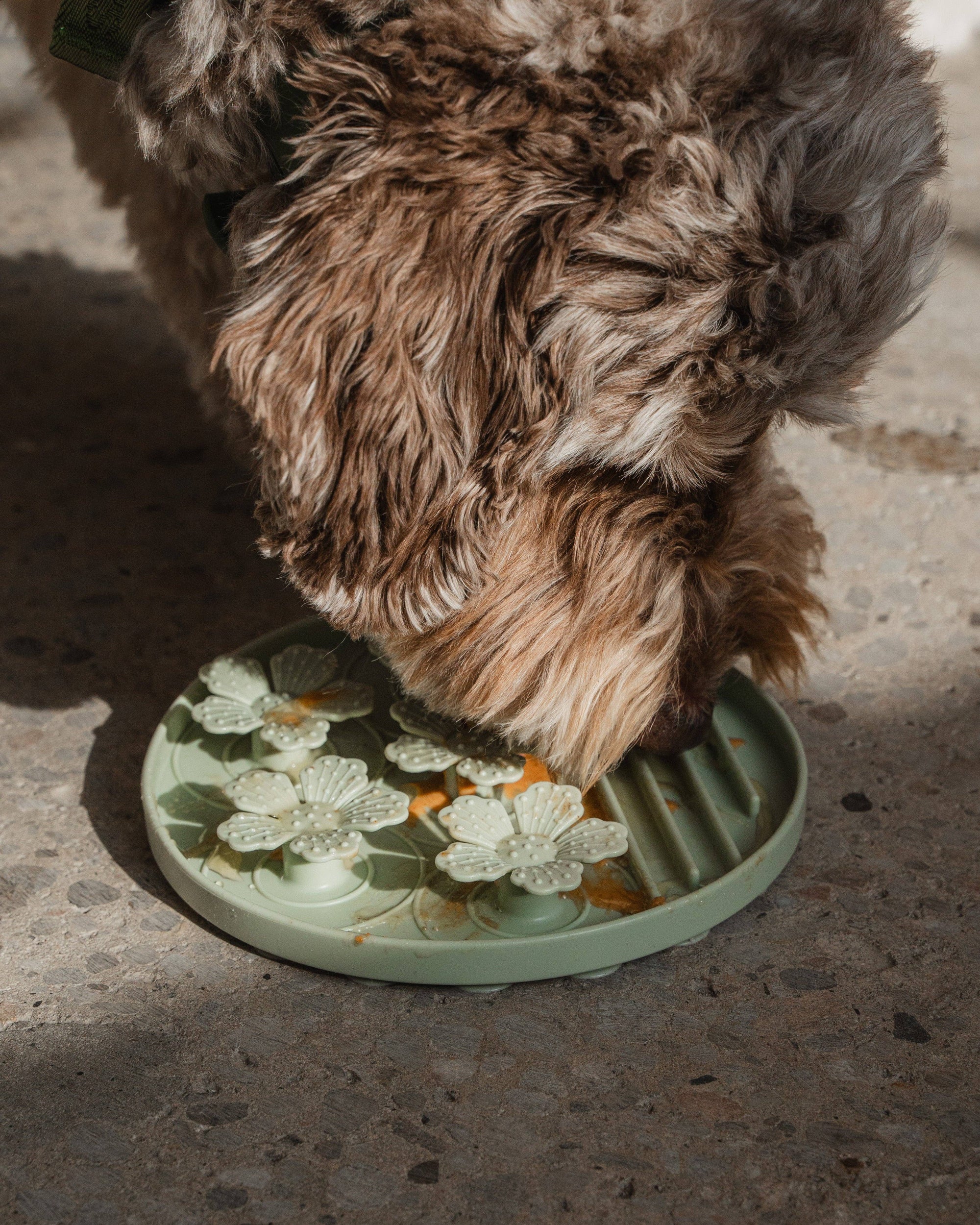 dexypaws - Flower Hide and Seek Slow Feeder