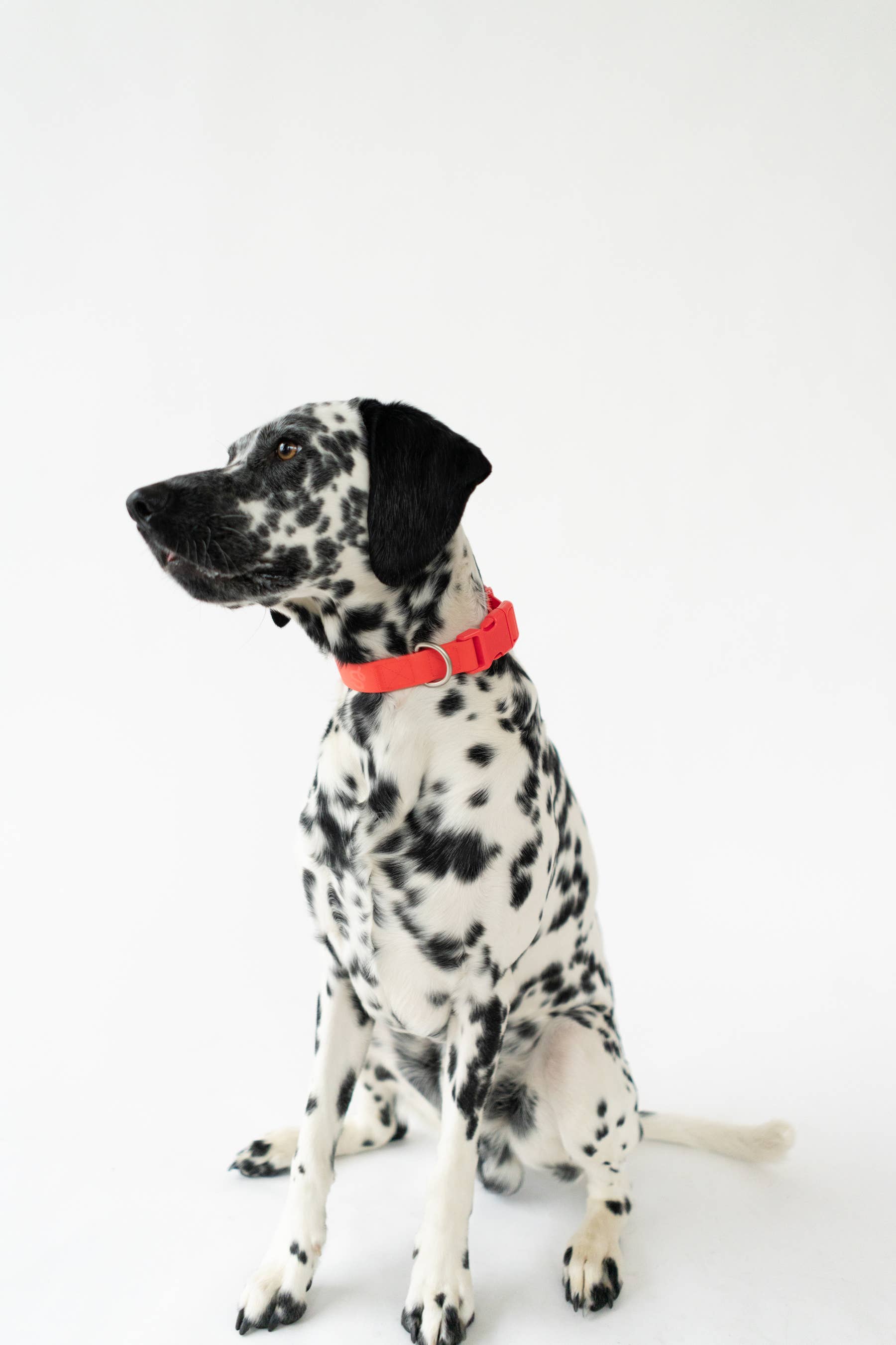 Springland Pets - Original Waterproof Dog Collar, Adjustable (4 Pack): Black (all sizes)