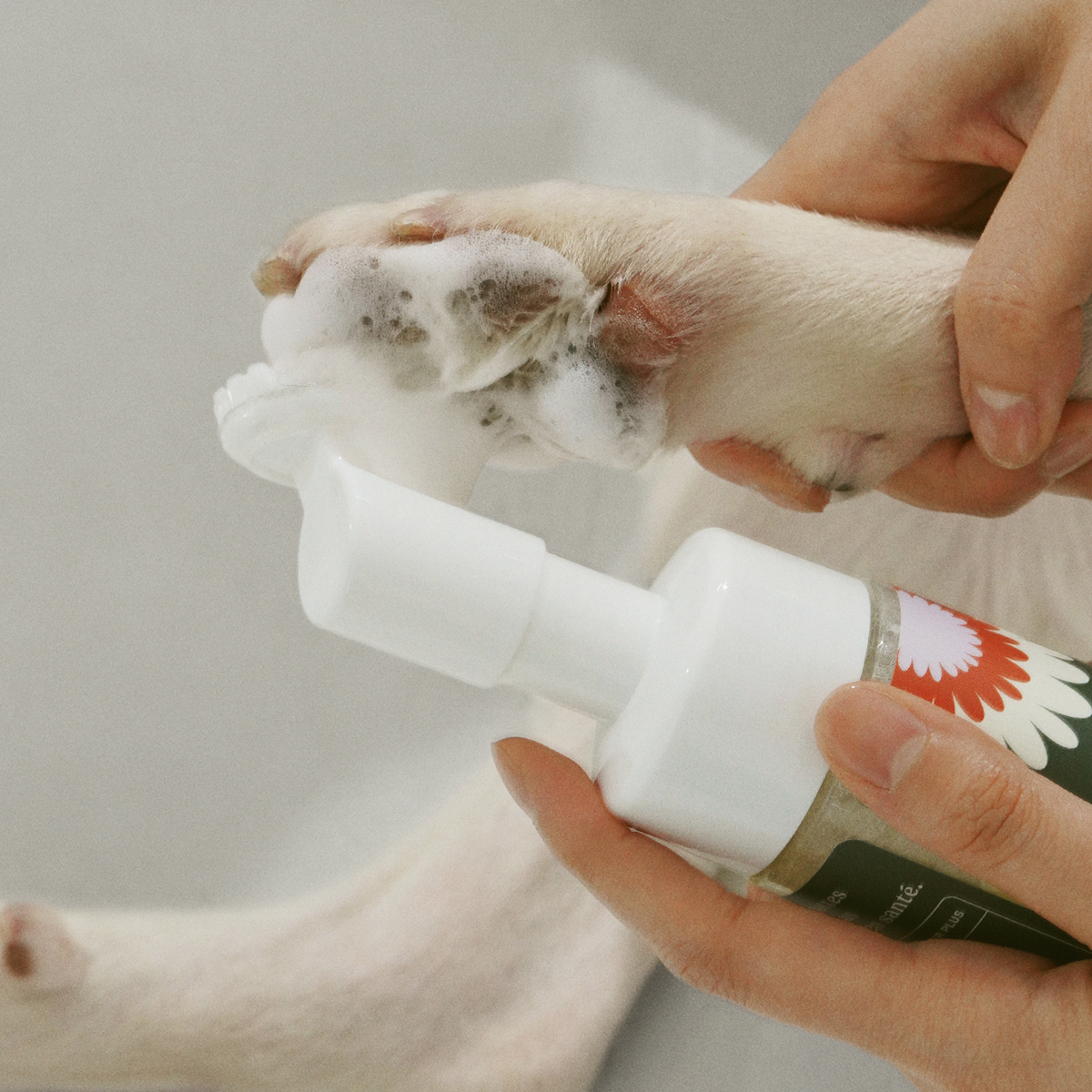Dandylion | Clean Paws No-Rinse Foaming Cleanser (5 oz)