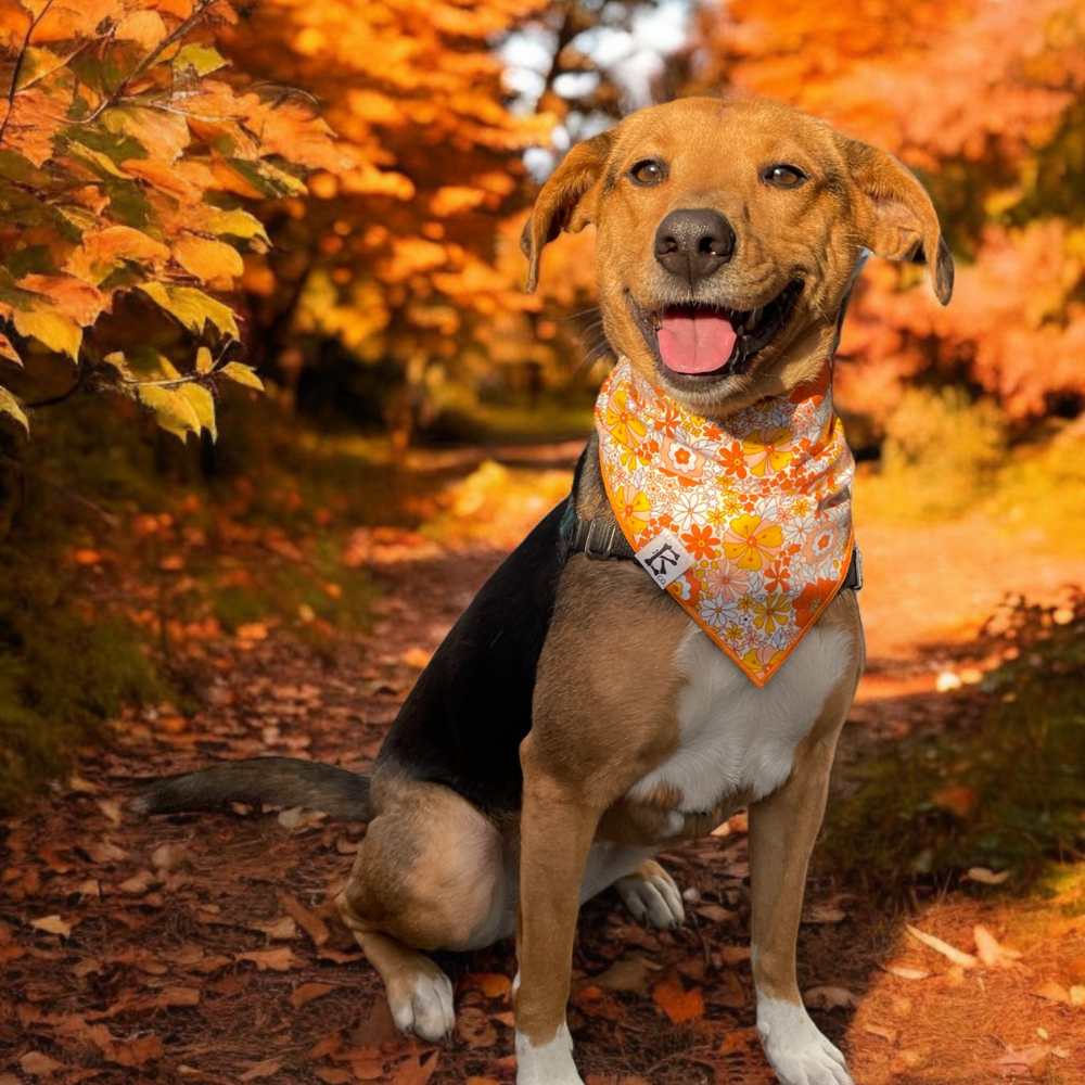 Boneyard Co. - "Retro Blooms" Orange Fall Floral Dog Bandana: Small / Tie-On