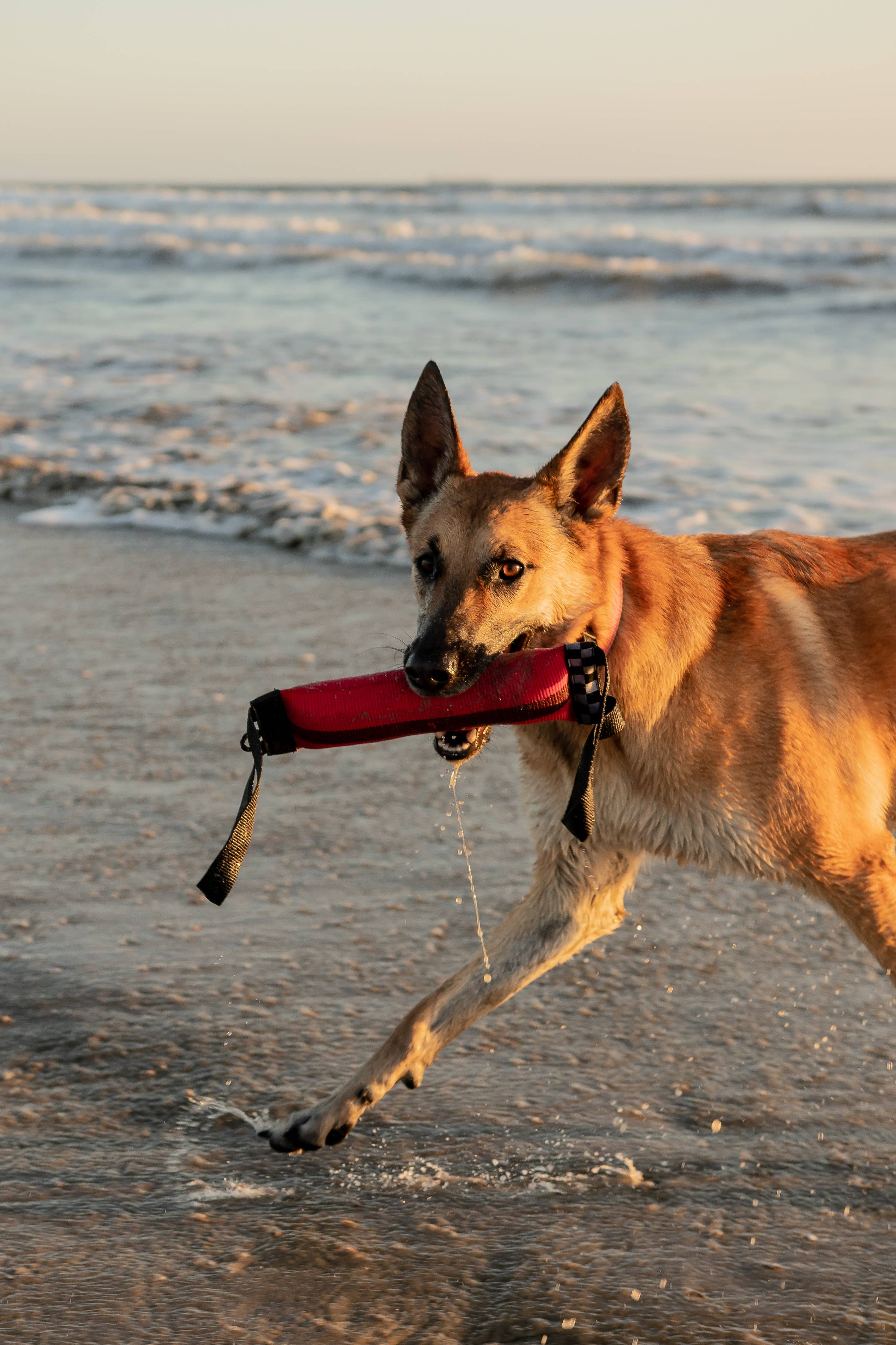 Katie's Bumpers - Best KB Double Tug Dog Tug Toy: Yellow
