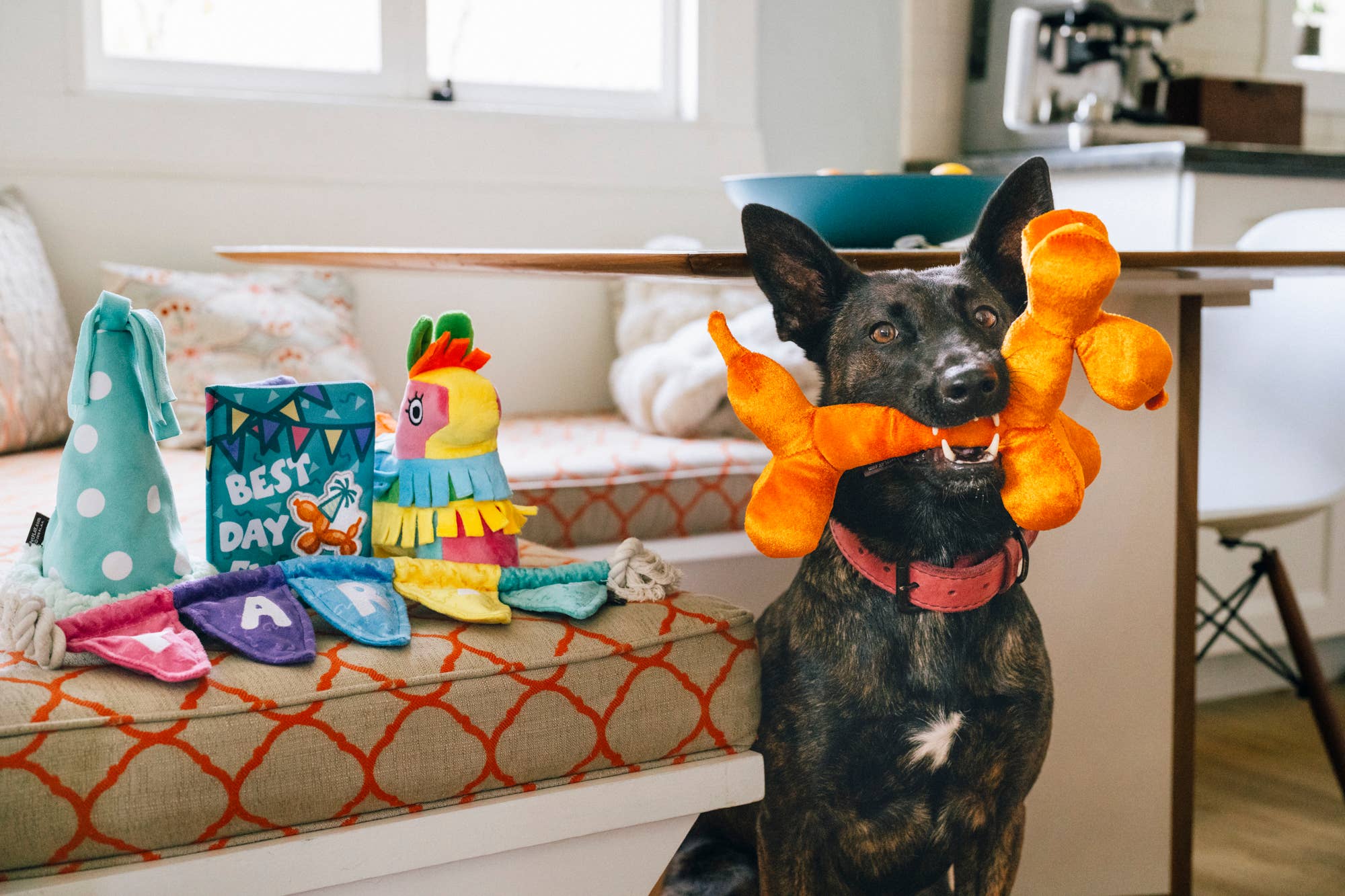 Play Pet Brands | Party Animal Balloon Buddy