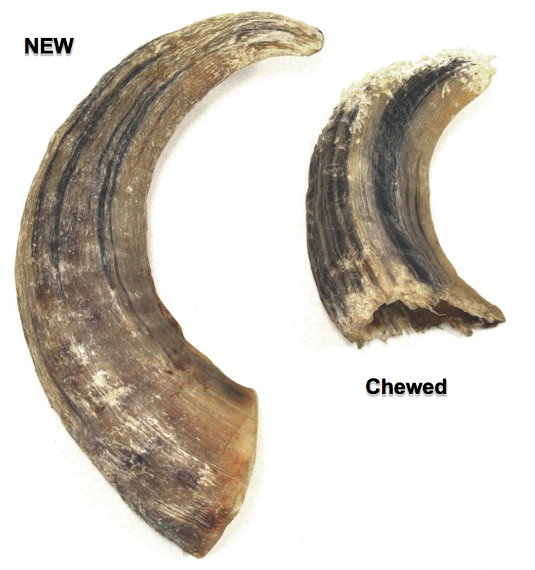Icelandic+ - Icelandic+ Large Lamb Horn Dog Treat: 1-ct (single)