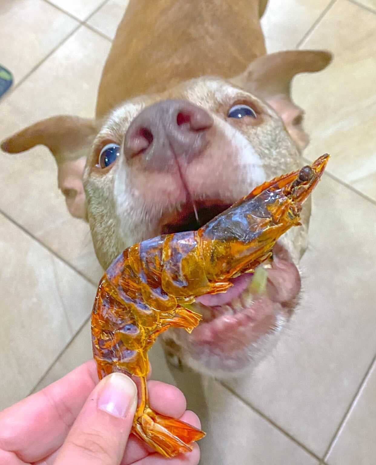 Naked Beasts, Inc. - Shrimp (Head On): 10oz