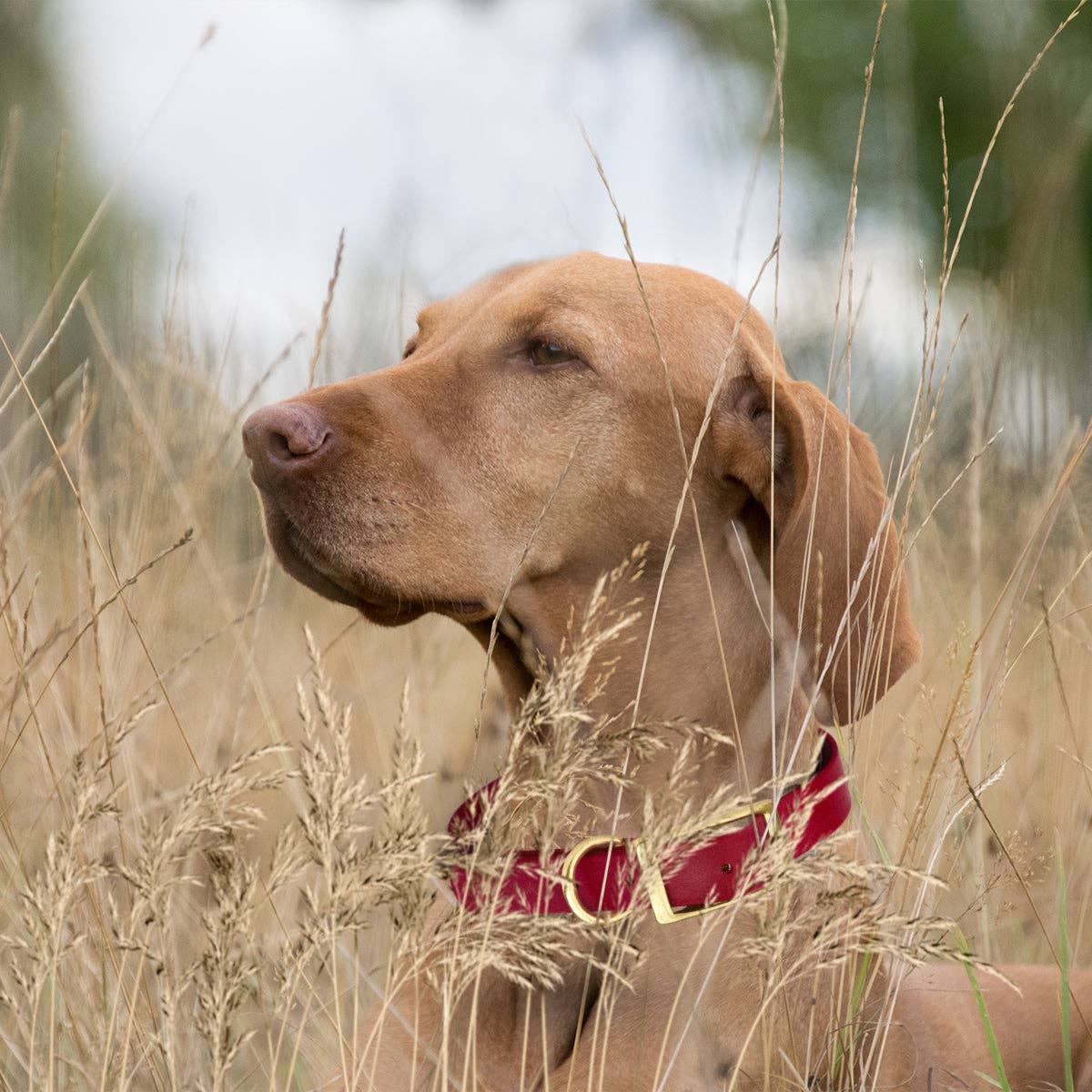 Dogline - Viper Biothane Waterproof Collar - Brass Hardware: Dogline Blue / 12"-15" / 5/8"