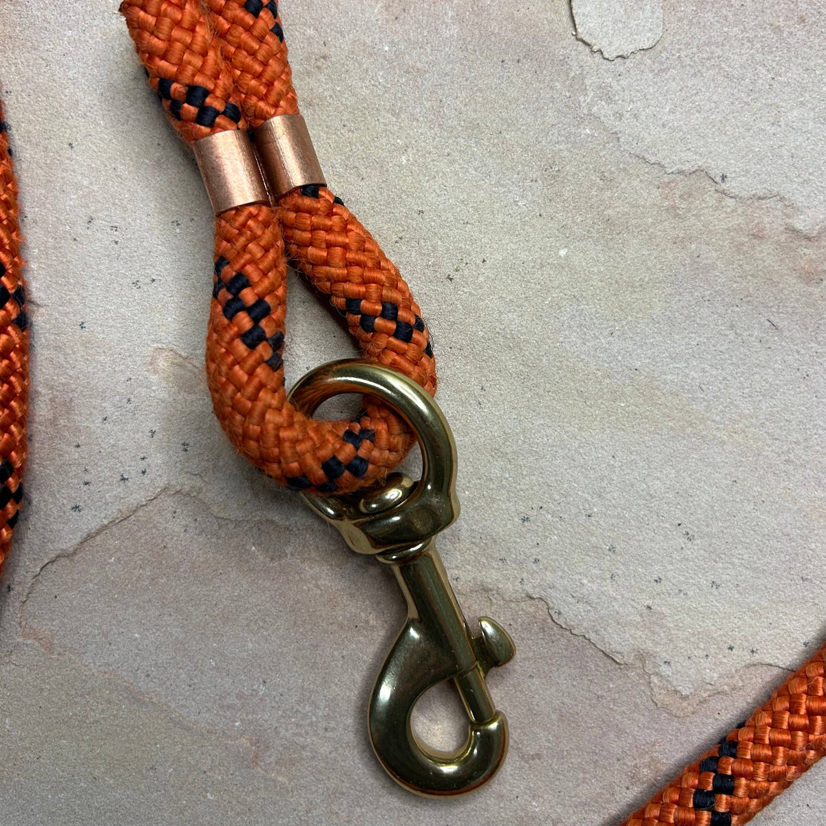 Joshua Tree Leash & Lead - Carving Pumpkins