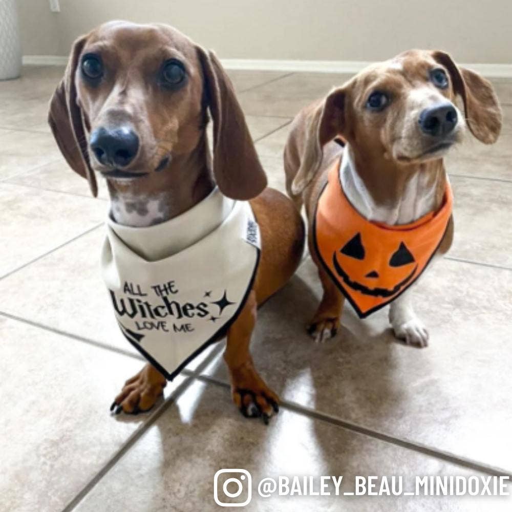Boneyard Co. - "Jack-O'-Lantern" Cute Pumpkin Halloween Dog Bandana: Medium / Tie-On