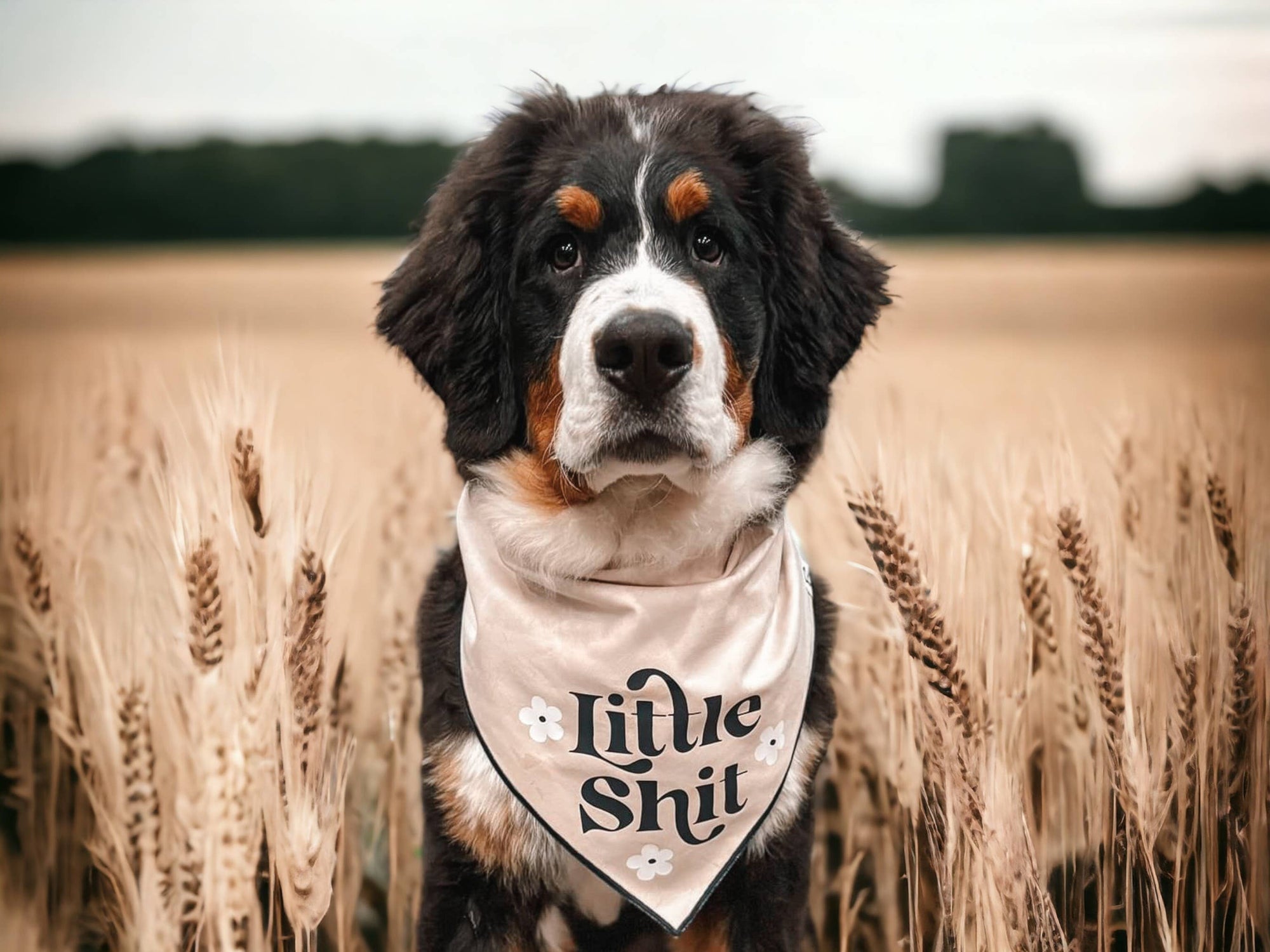 Boneyard Co. - "Little Sh*t" Funny Sassy Dog Bandana, unique dog mom gifts: Peach / Small / Tie-On