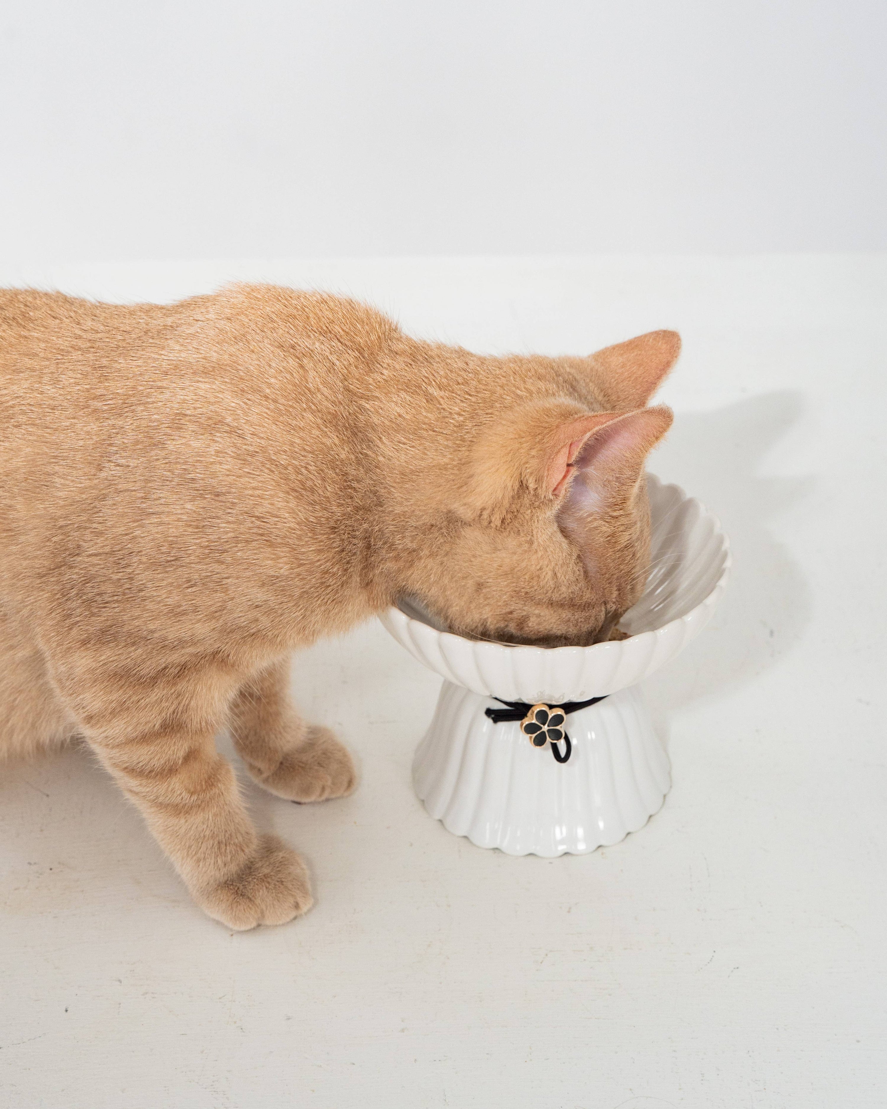 dexypaws - Cat Ceramic Bowl - White & Black Flower