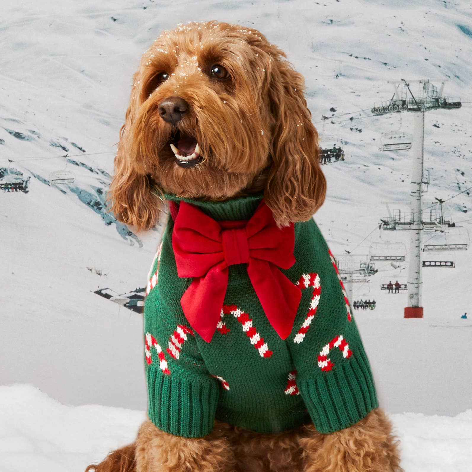 The Foggy Dog - Candy Canes Holiday Dog Sweater: M