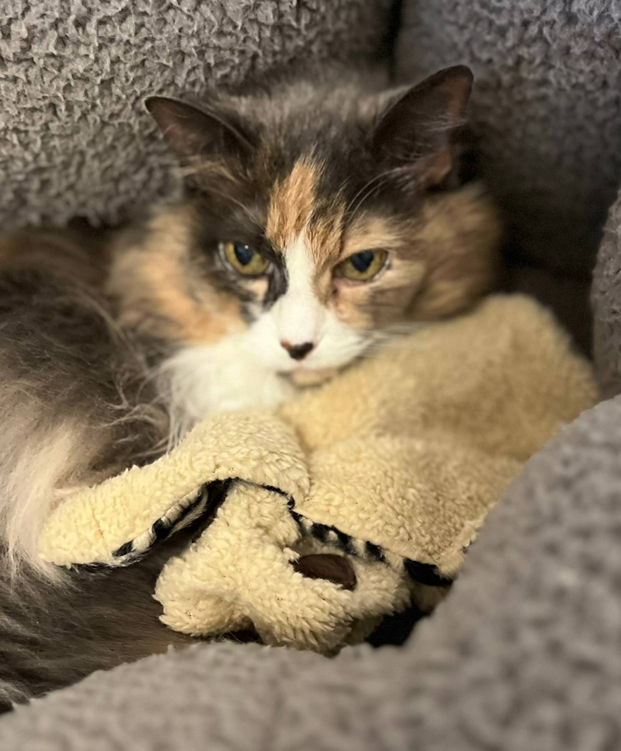 Whiskers 'n Paws Unique Pet Gifts, LLC - Catnip Franny (CNF-068)