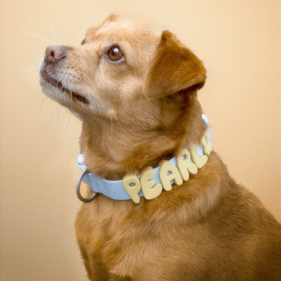 Springland Pets - Waterproof & Adjustable Dog Collar (Small, Medium, Large)