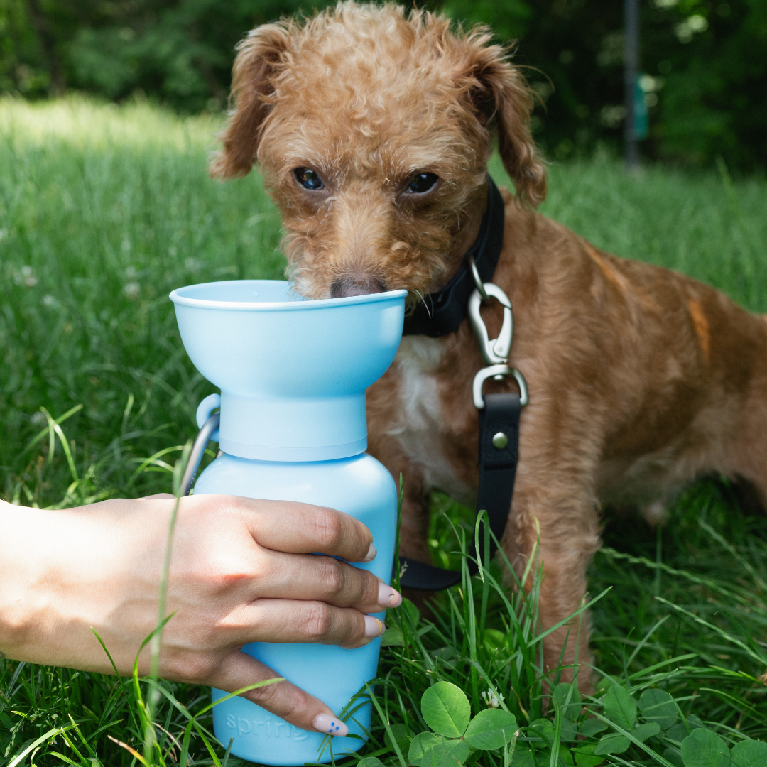 Springer Pets - Dog Travel Water Bottle, 20oz, Flip Silicone (12 Pack): Mixed (12 Pack)