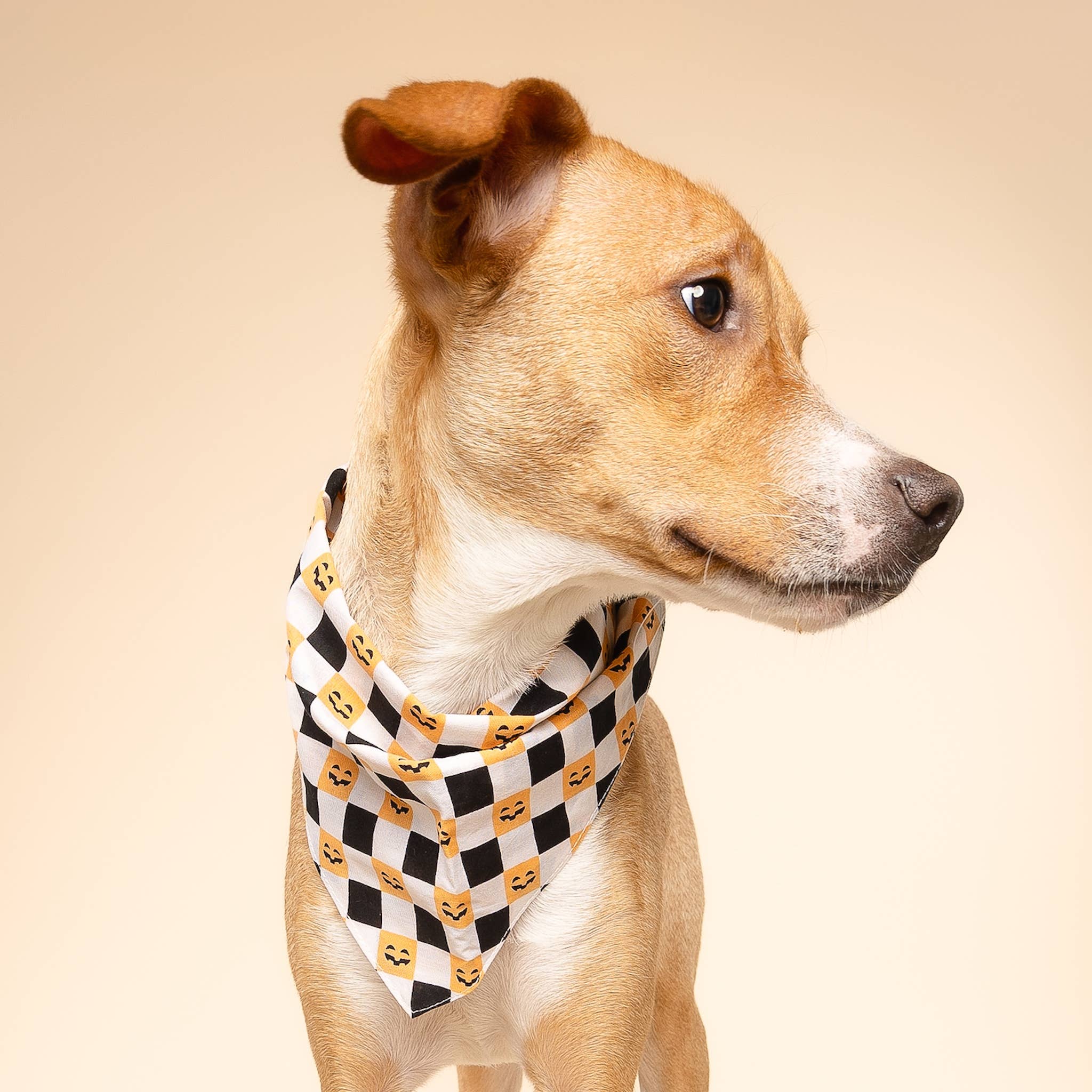 The Paws - Trick or Treat Halloween Dog Bandana: S