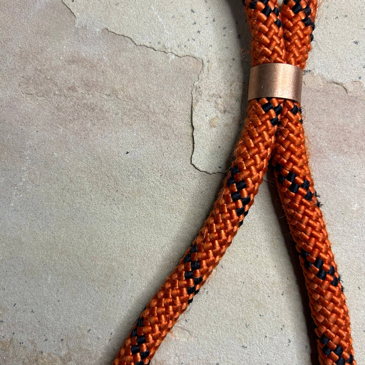 Joshua Tree Leash & Lead - Carving Pumpkins