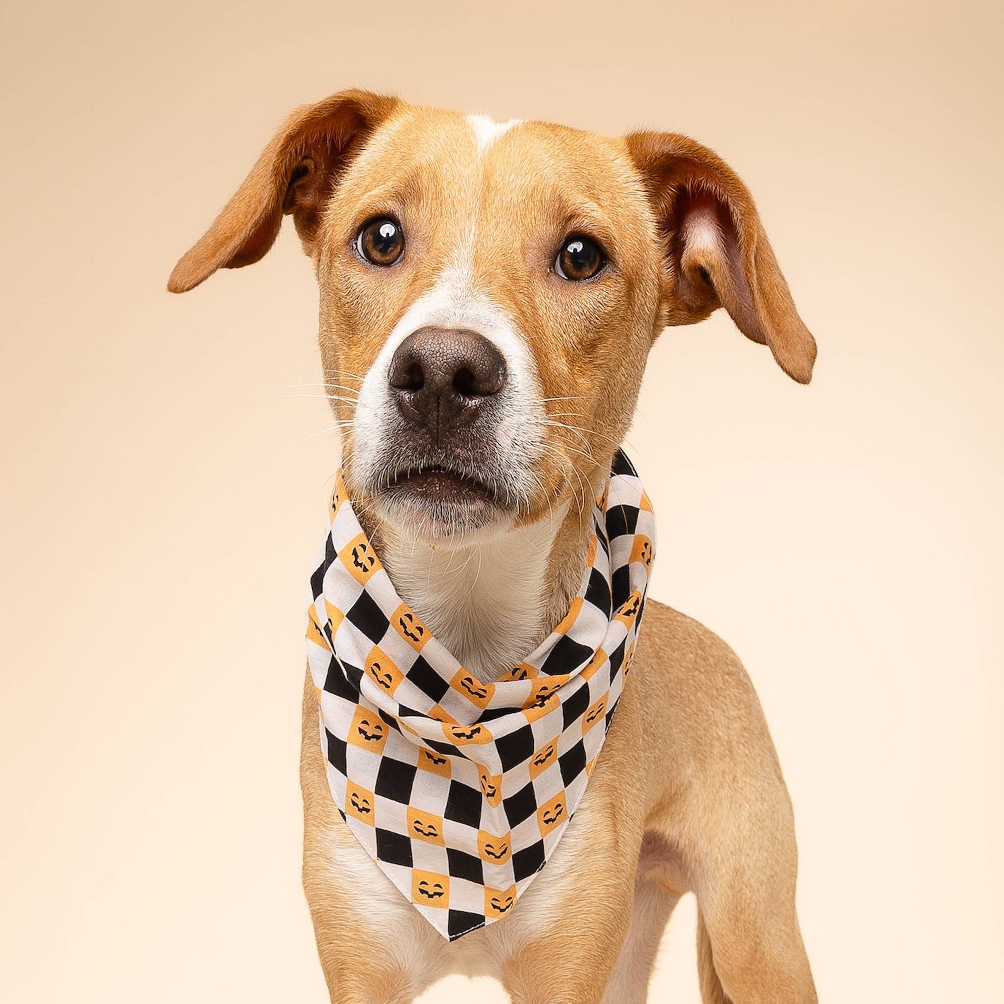 The Paws - Trick or Treat Halloween Dog Bandana: S